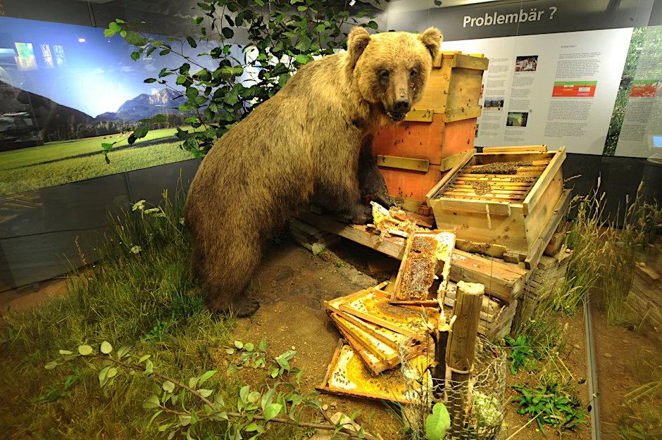 Der ausgestopfte Braunbär „Bruno“