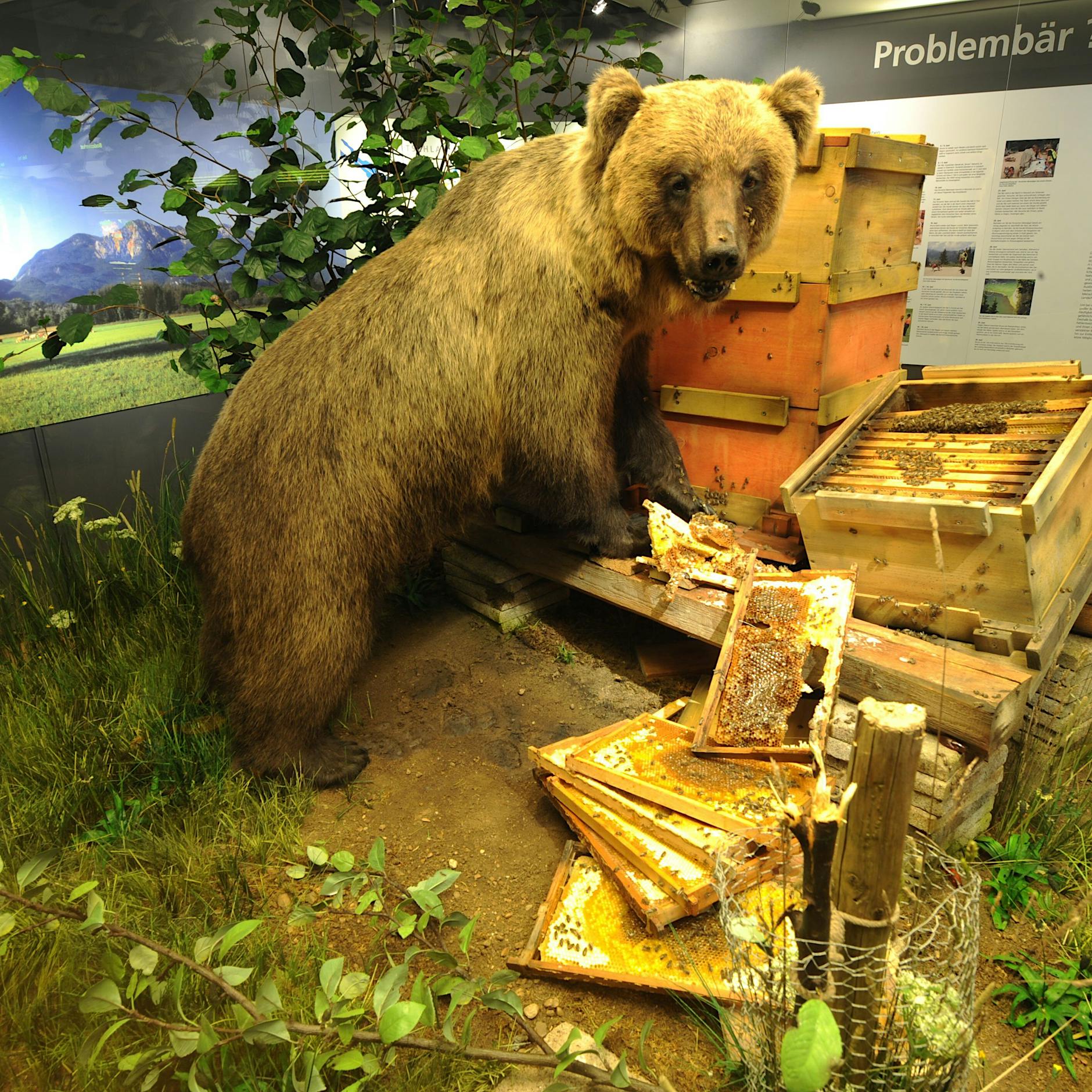 Schwester von Problembär Bruno tötete Jogger