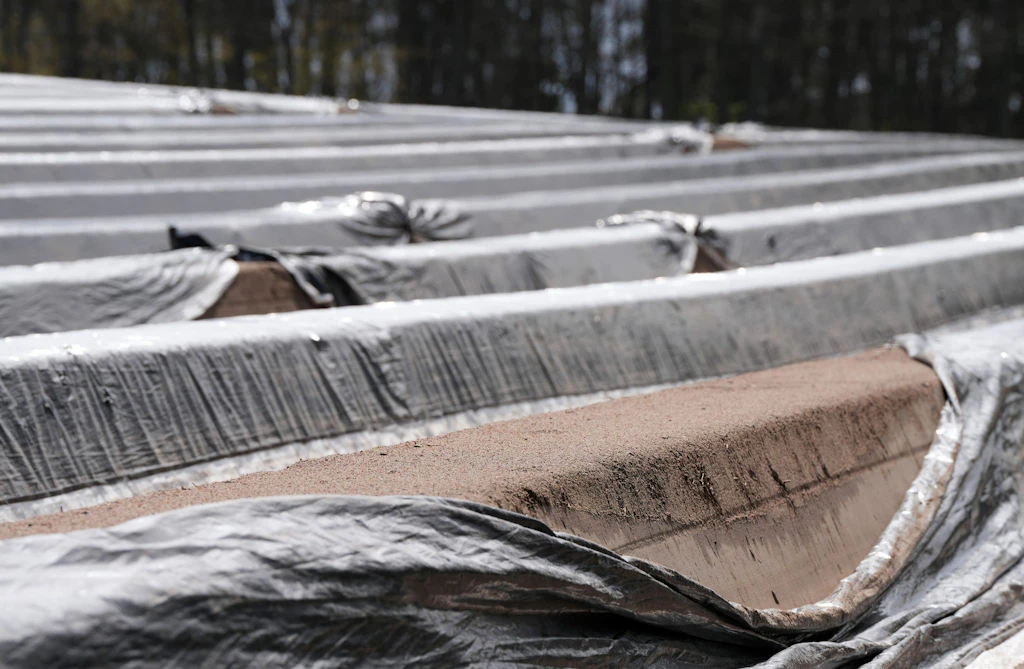 Spargelbauern beklagen Wettbewerbsdruck durch Importware