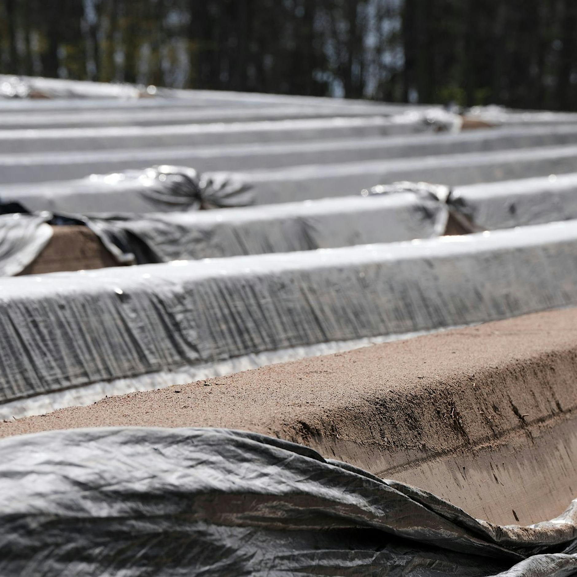 Spargelbauern beklagen Wettbewerbsdruck durch Importware