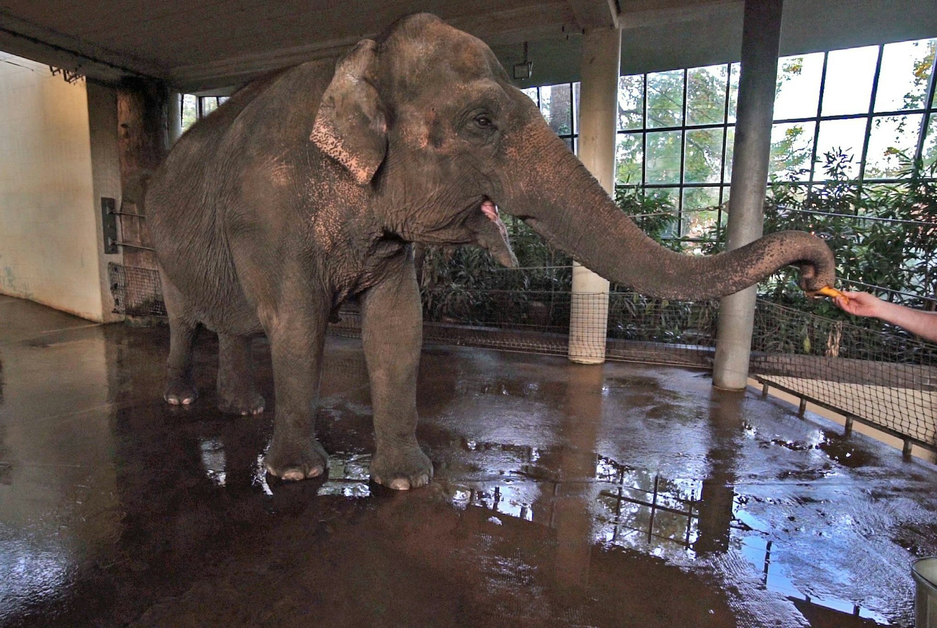 HANDOUT - Die Elefantenkuh Pang Pha erhält eine Banane.