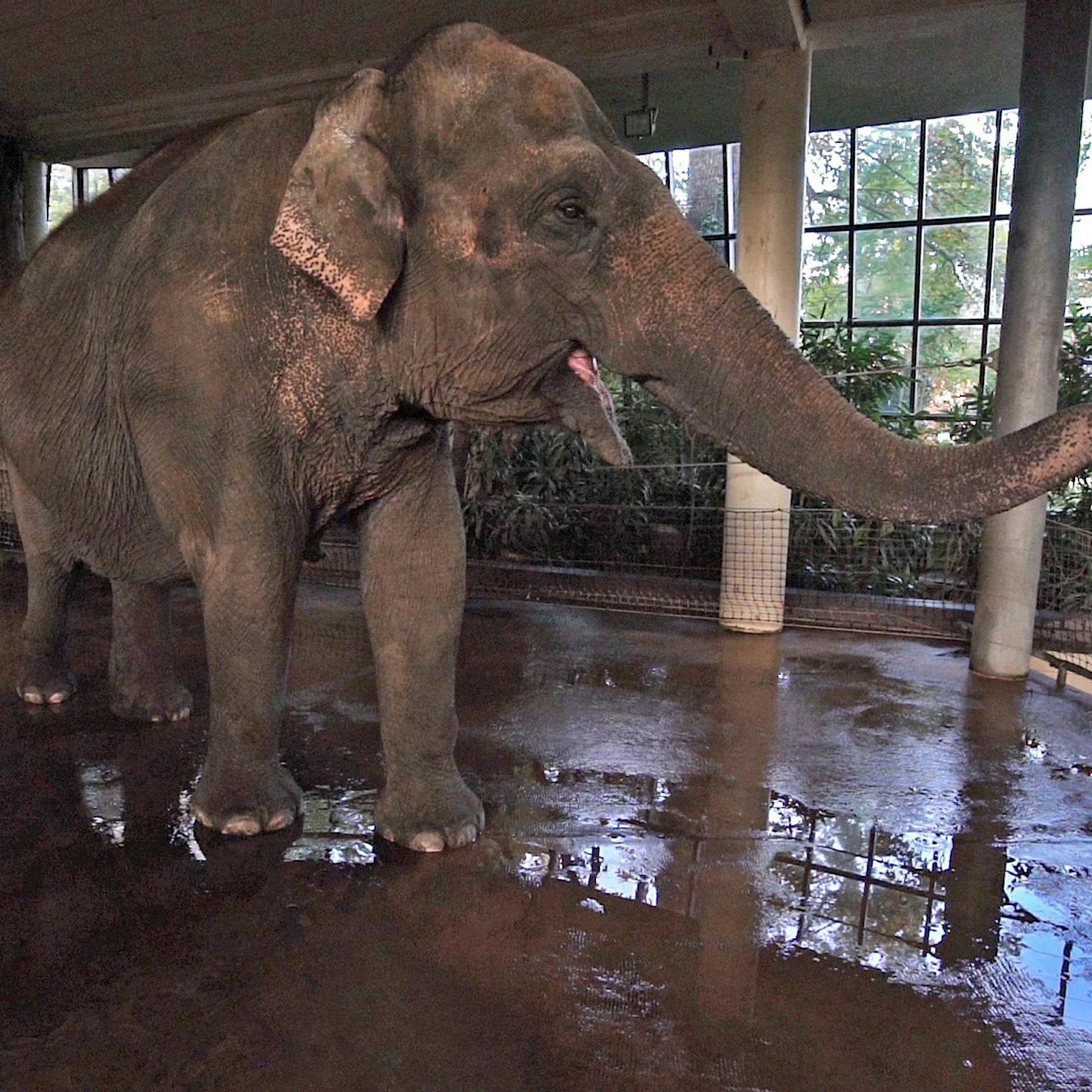 Berliner Elefantenkuh kann Banane mit dem Rüssel schälen