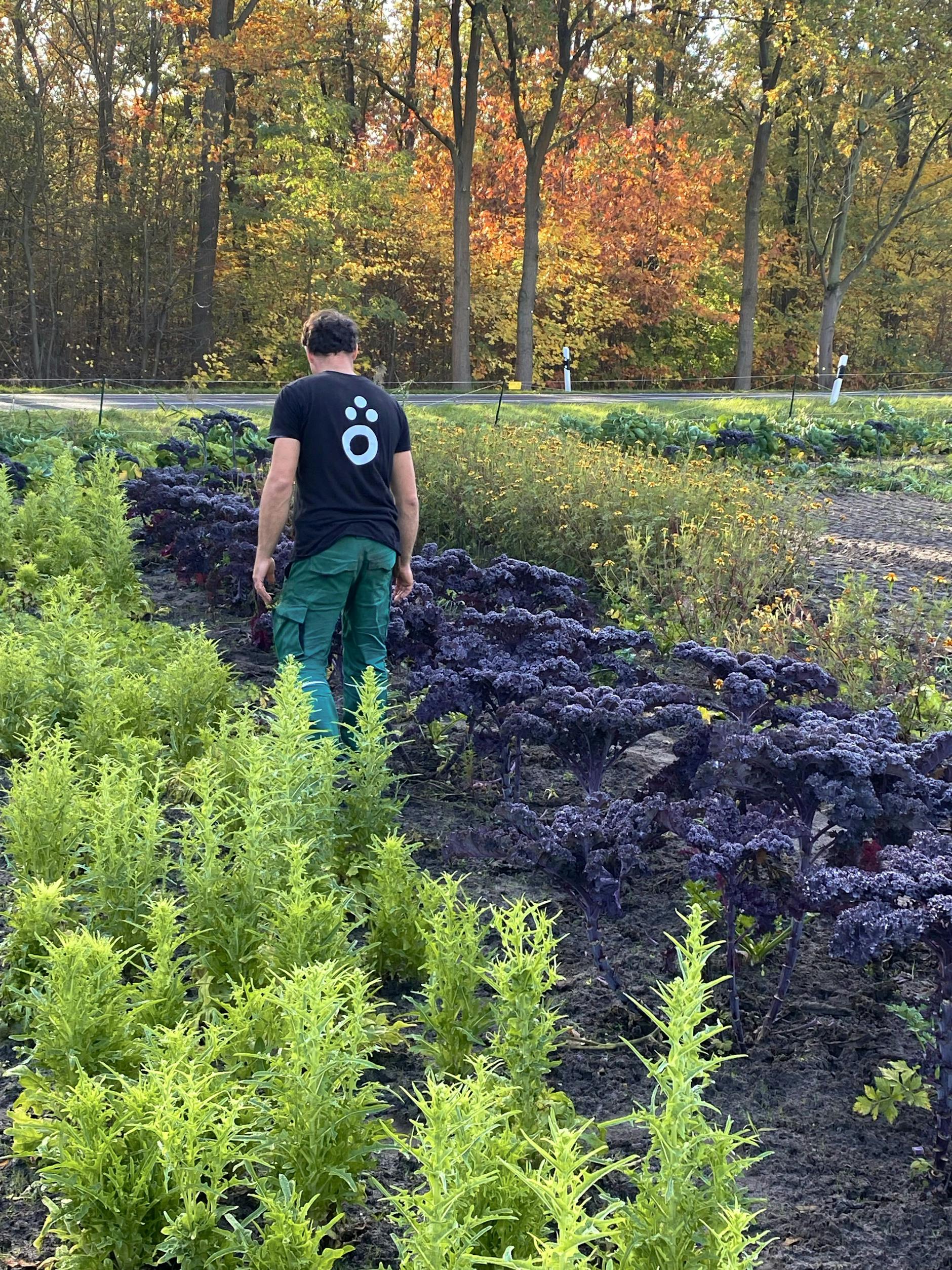 Die Gemüsegärtnerei stellt Schmackhaftes bereit.