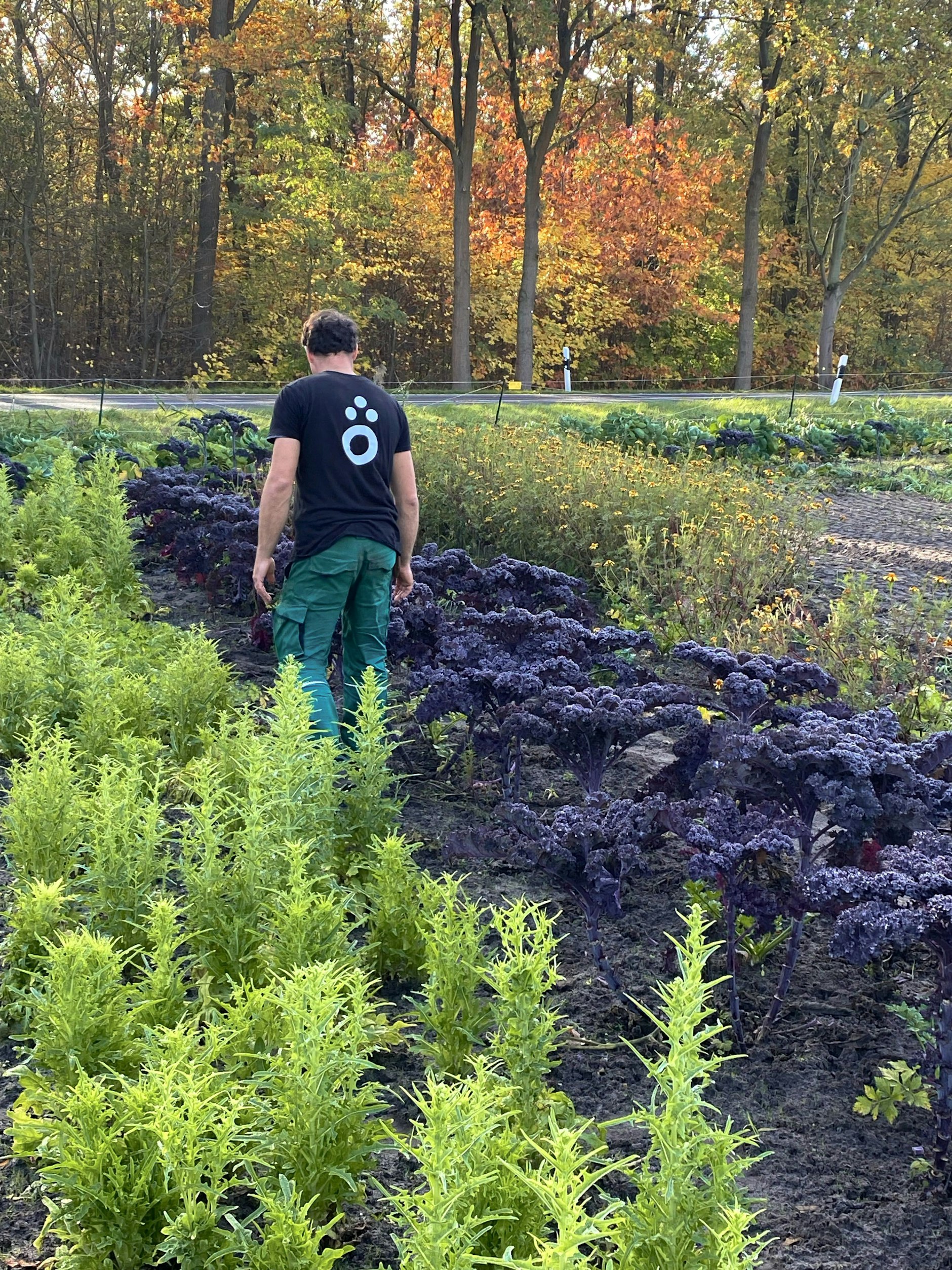 Die Gemüsegärtnerei stellt Schmackhaftes bereit.