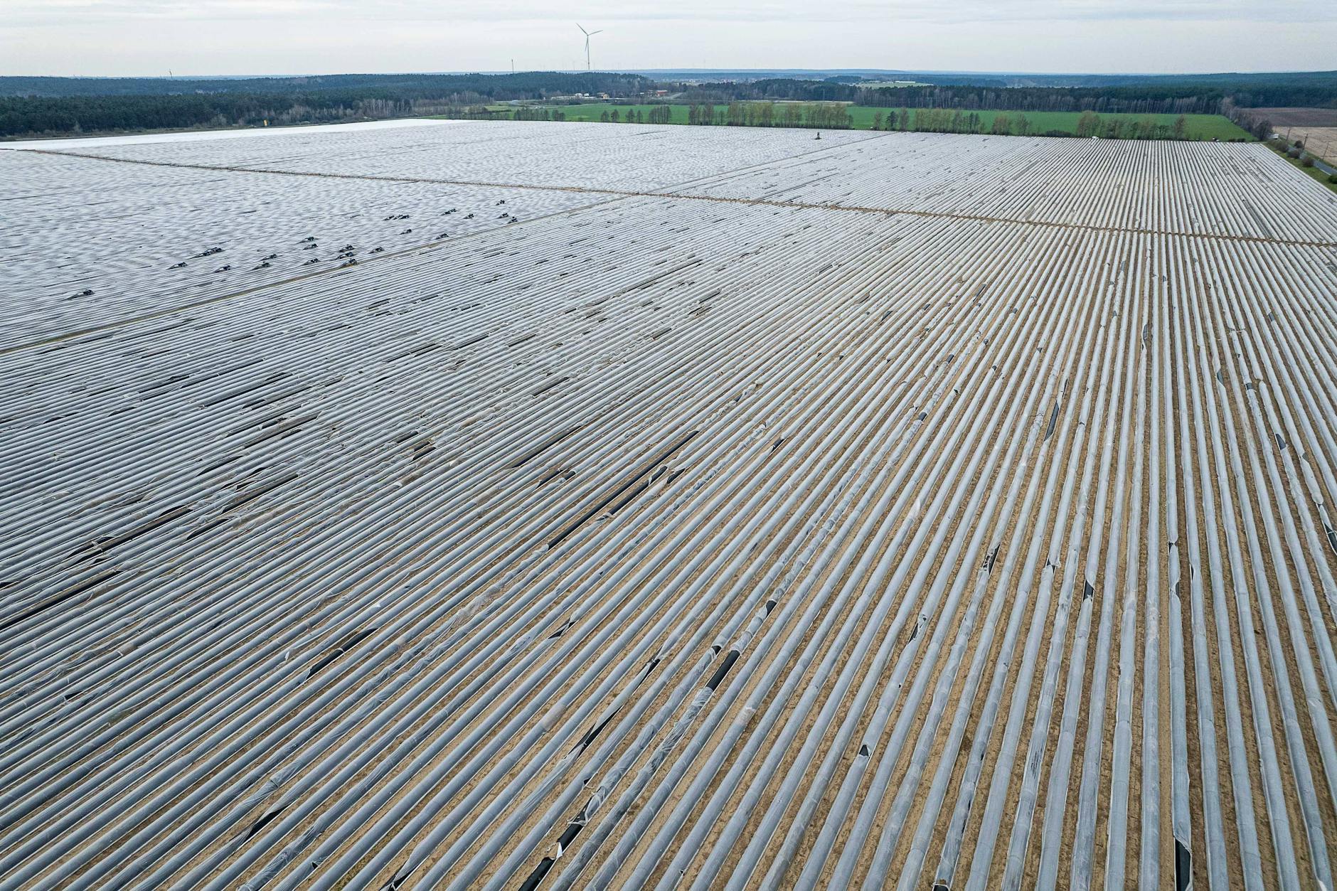 Spargelanbau in Beelitz: 17 Prozent der Gemüseanbaufläche Deutschlands entfällt auf Spargel. In wenigen Wochen wird die Ernte von den Deutschen gegessen.