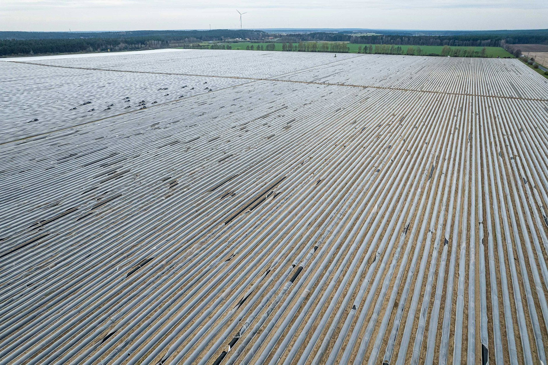 Spargelanbau in Beelitz: 17 Prozent der Gemüseanbaufläche Deutschlands entfällt auf Spargel. In wenigen Wochen wird die Ernte von den Deutschen gegessen.