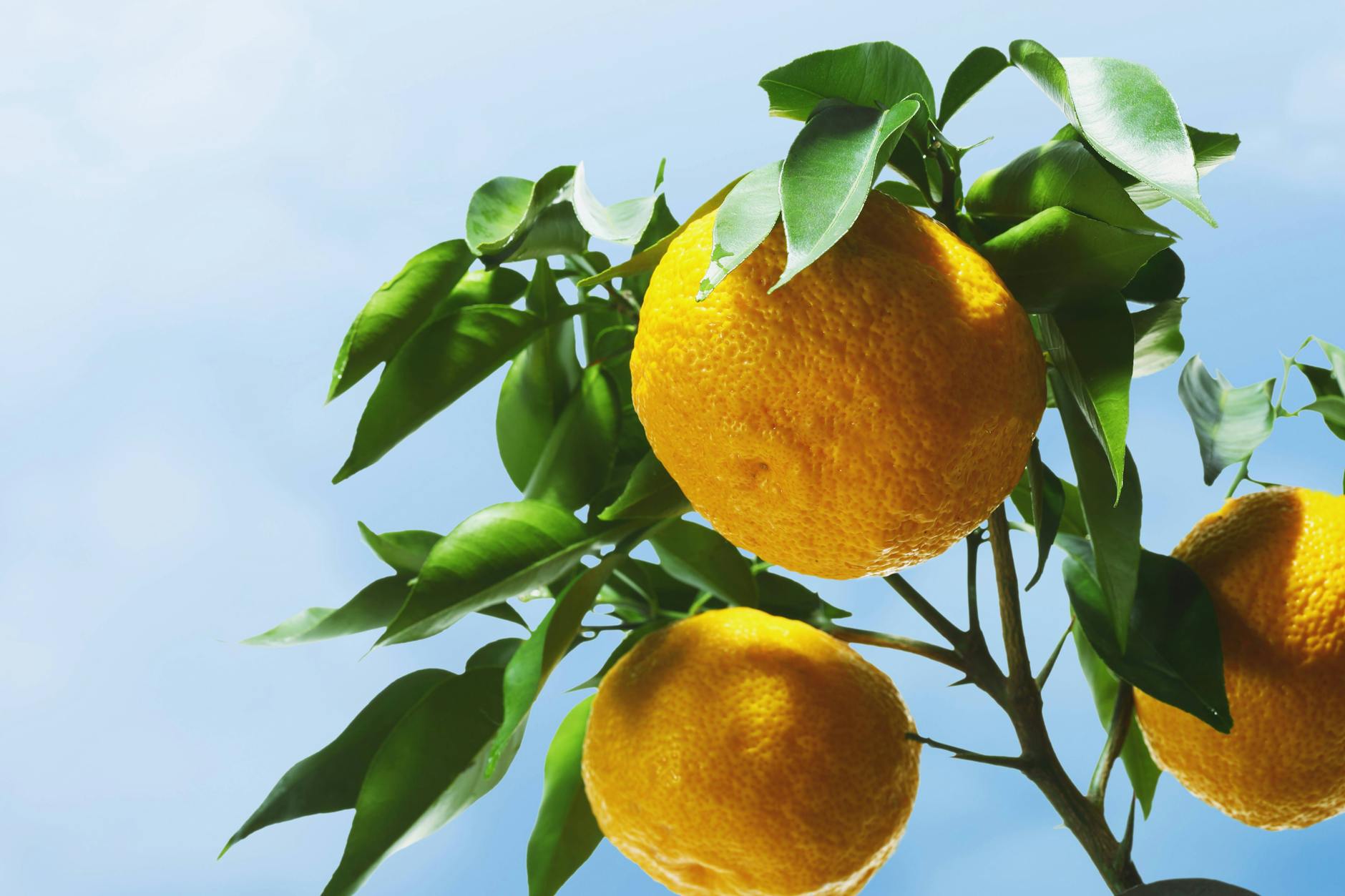 Yuzus sehen aus wie Zitronen, schmecken aber noch frischer und ein bisschen bitter.