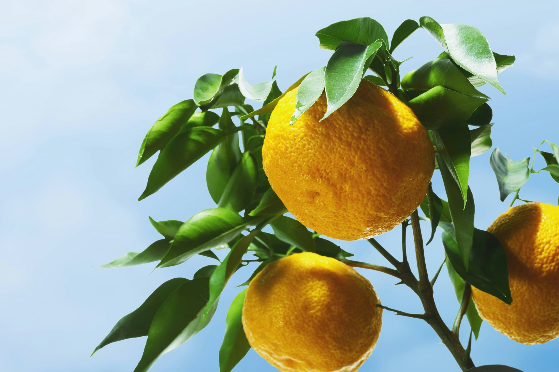 Yuzus sehen aus wie Zitronen, schmecken aber noch frischer und ein bisschen bitter.