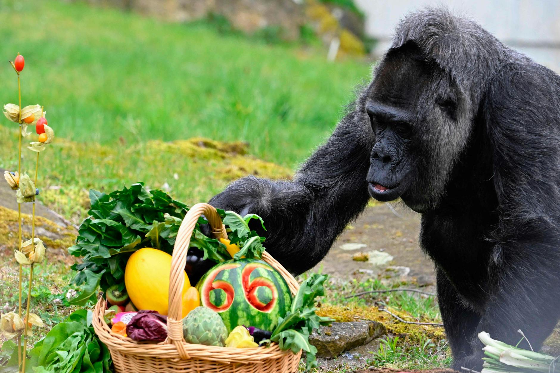 Gorilla-Dame Fatou feiert im Berliner Zoo ihren 66. Geburtstag. Im Korb sind neben Früchten auch essbare Blumenblüten aus dem KaDeWe.