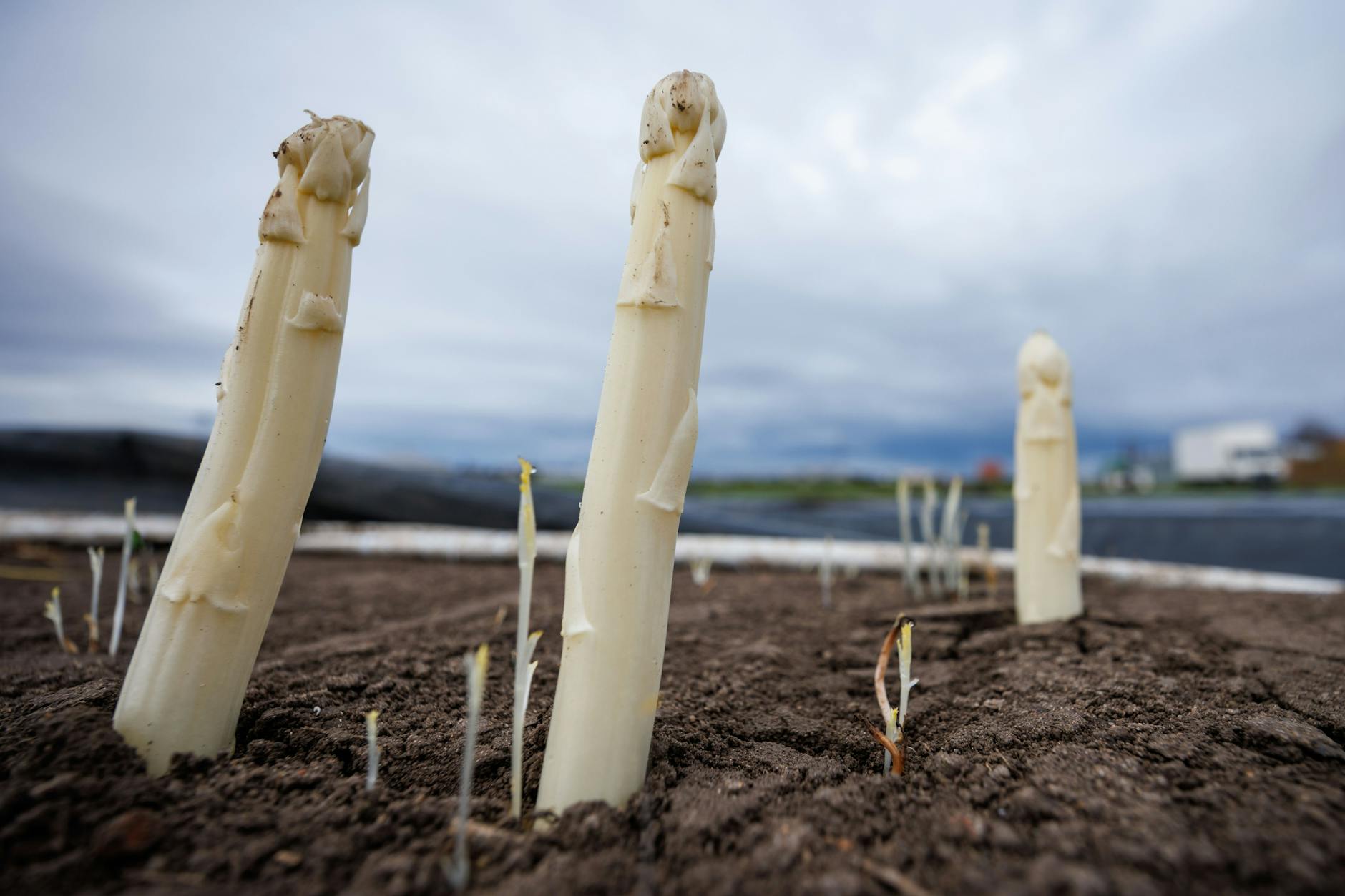 Der erste Spargel der Saison: Während die wilde grüne Spargelzeit in Italien oder Spanien schon vorbei ist, sprießt jetzt im Dunklen unser geliebter weißer Spargel.