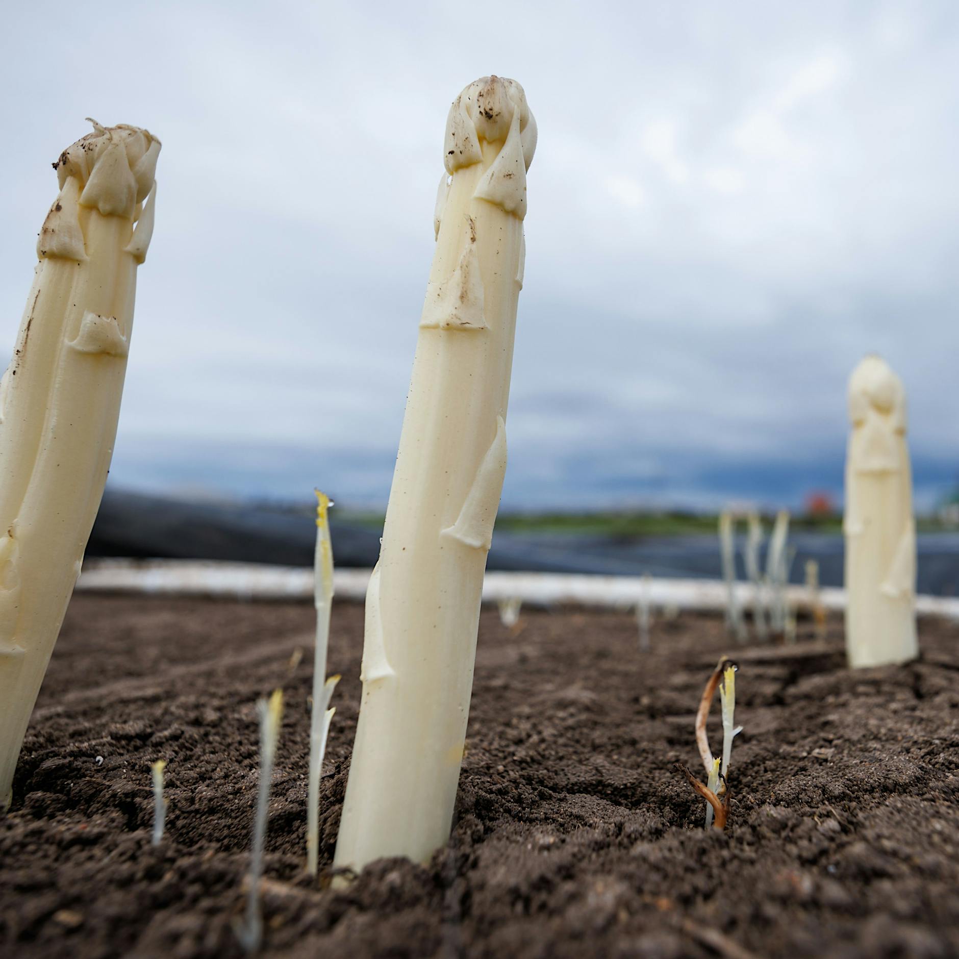 Warum essen nur Deutsche weißen Spargel und warum schmeckt er nur ihnen?