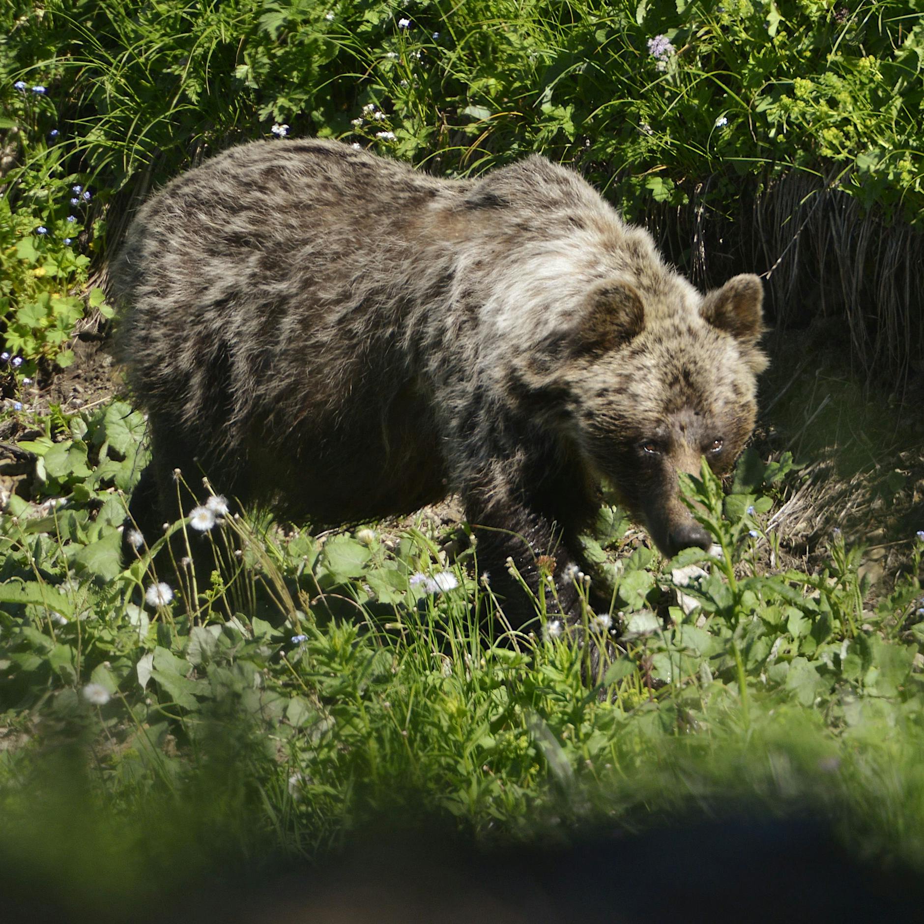 Bär tötet Schafe in Bayern: Landesamt rät zur Ruhe