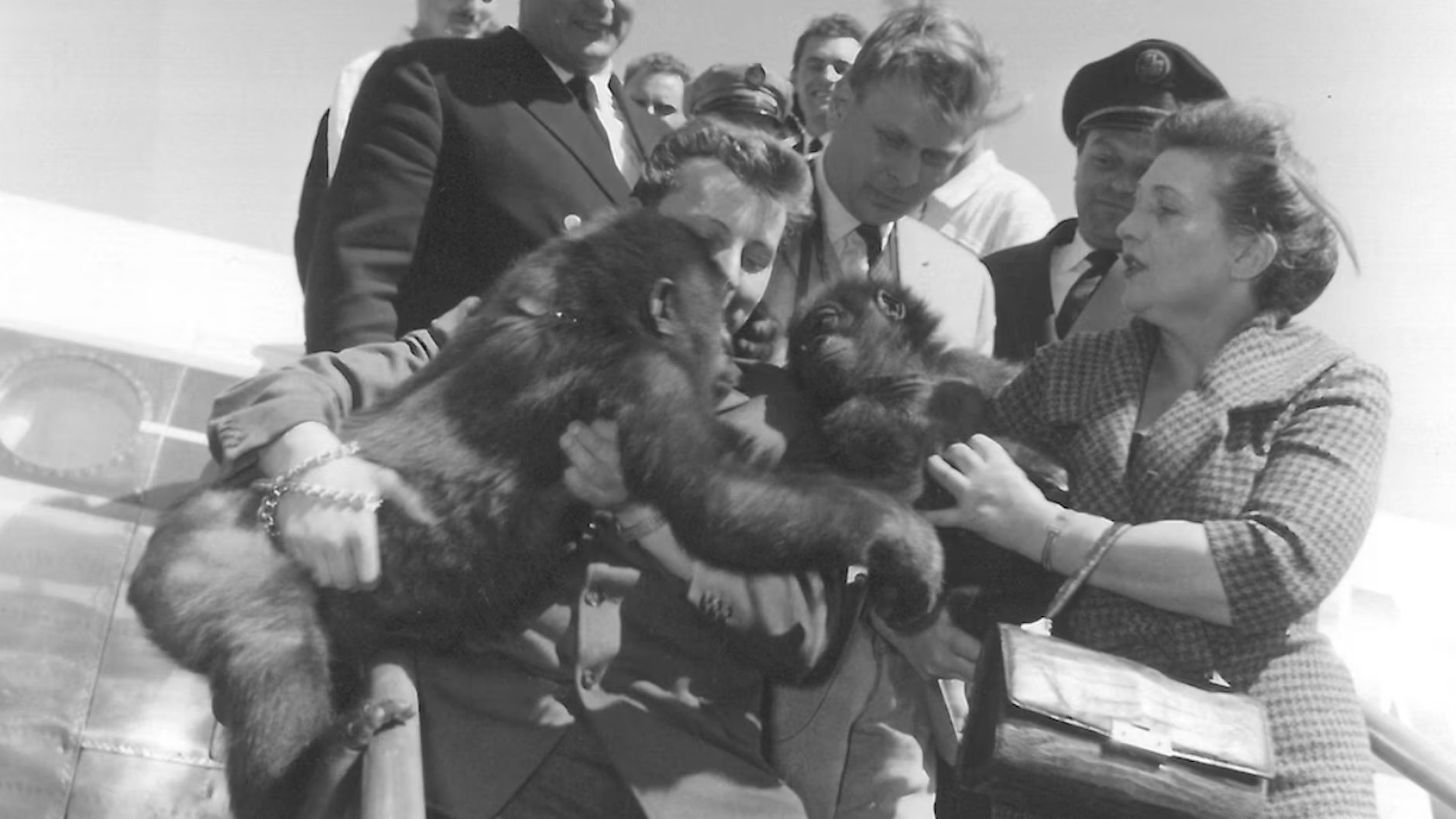 1959: In Tempelhof landet Fatou, gehalten von einem Tierpfleger, in Berlin. Begrüßt wird sie von ihrem späteren Gorilla-Mann Knorke.