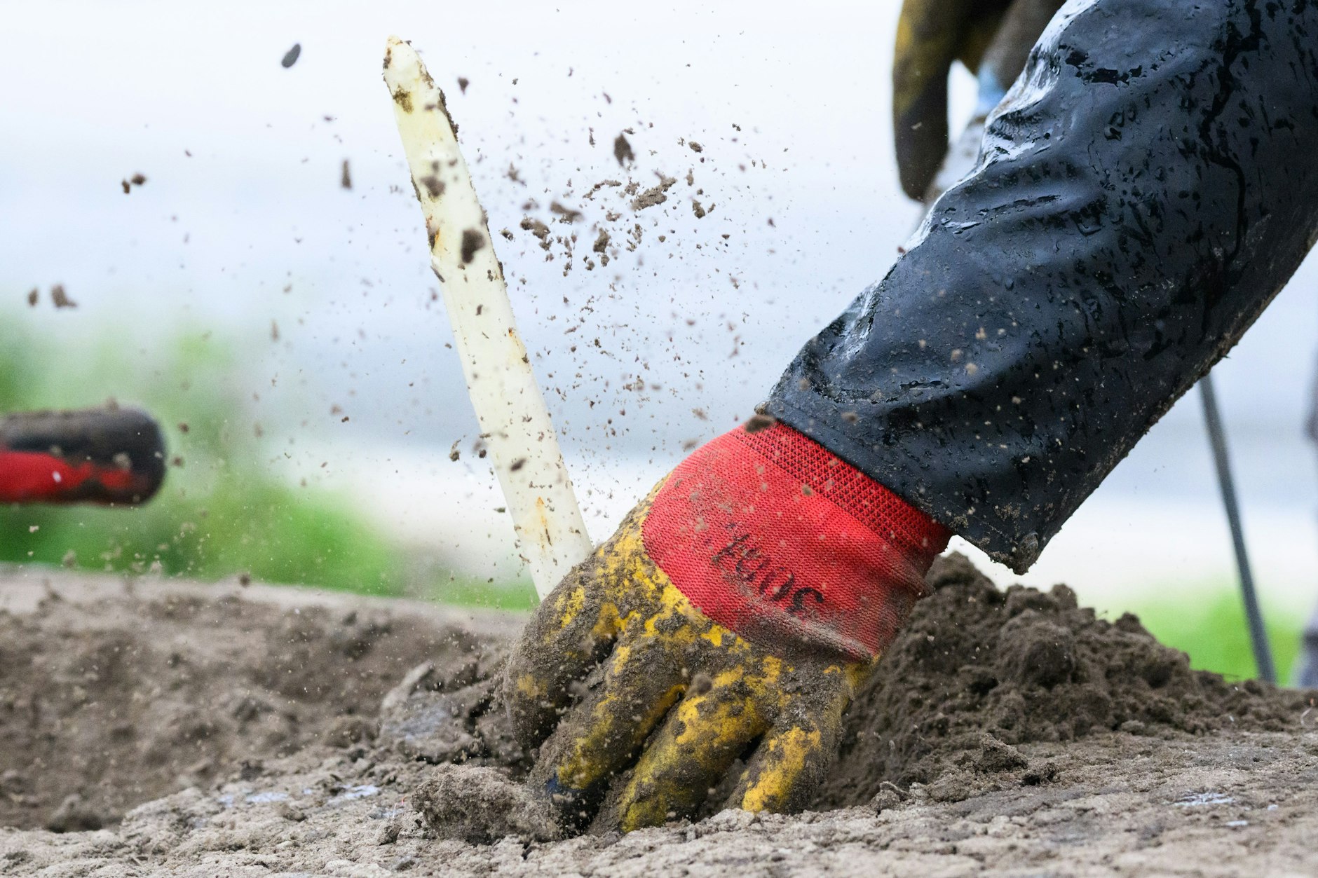Harte Arbeit, ehrlicher Lohn: weißer Spargel