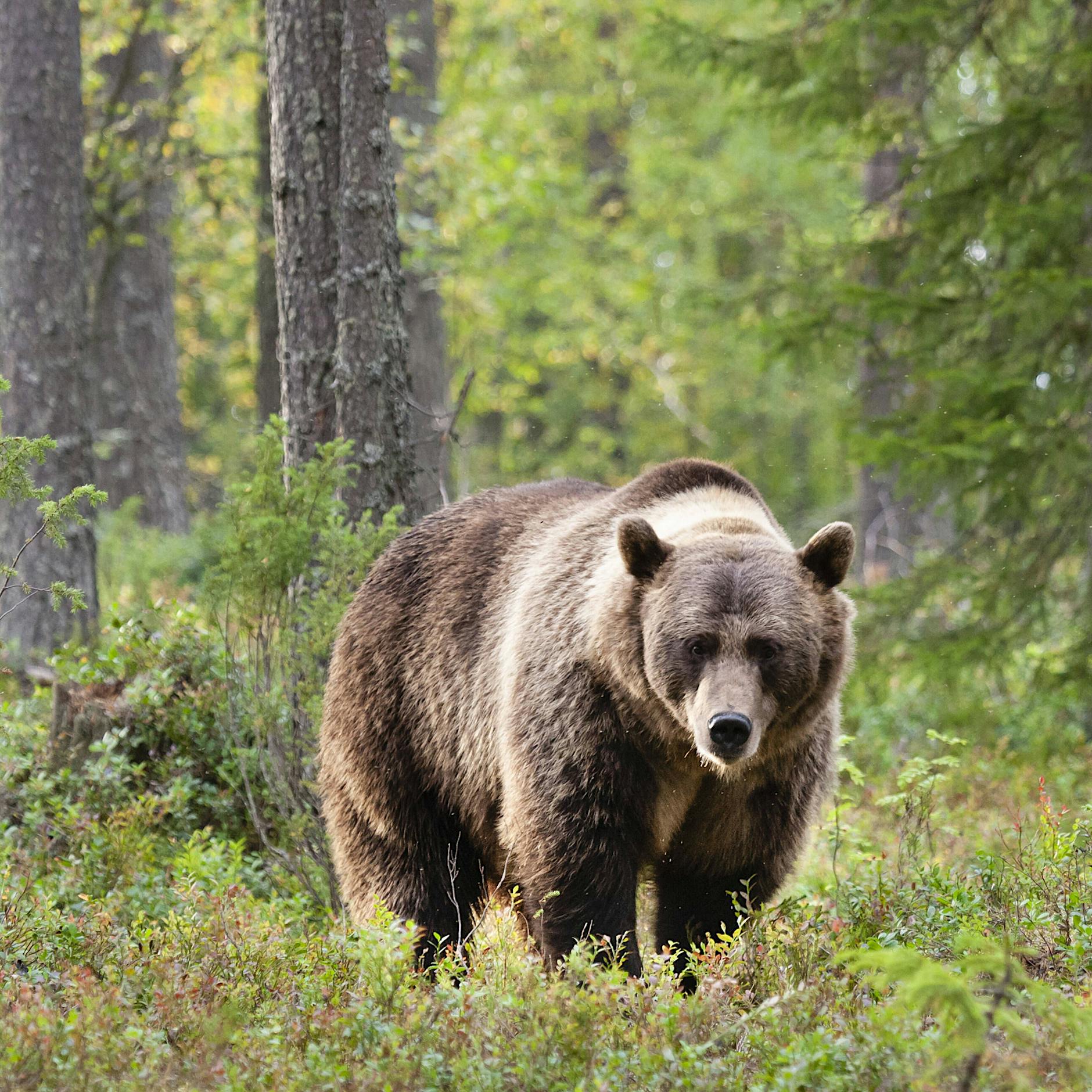 Schwester von Bruno: „Problembärin“ soll doch nicht abgeschossen werden