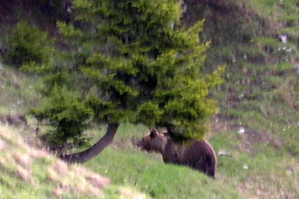 Das Foto zeigt den Braunbären JJ1, auch bekannt als „Problembär Bruno“.
