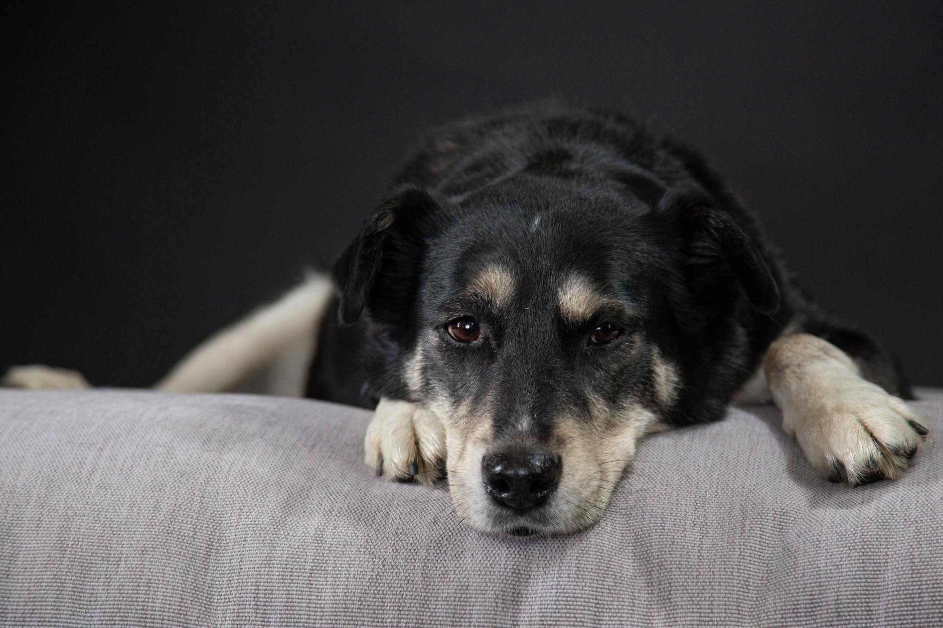 Ein Hund versteht seine Menschen in ihren Stimmungen. Gute Menschen versuchen auch, ihren Hund zu verstehen.