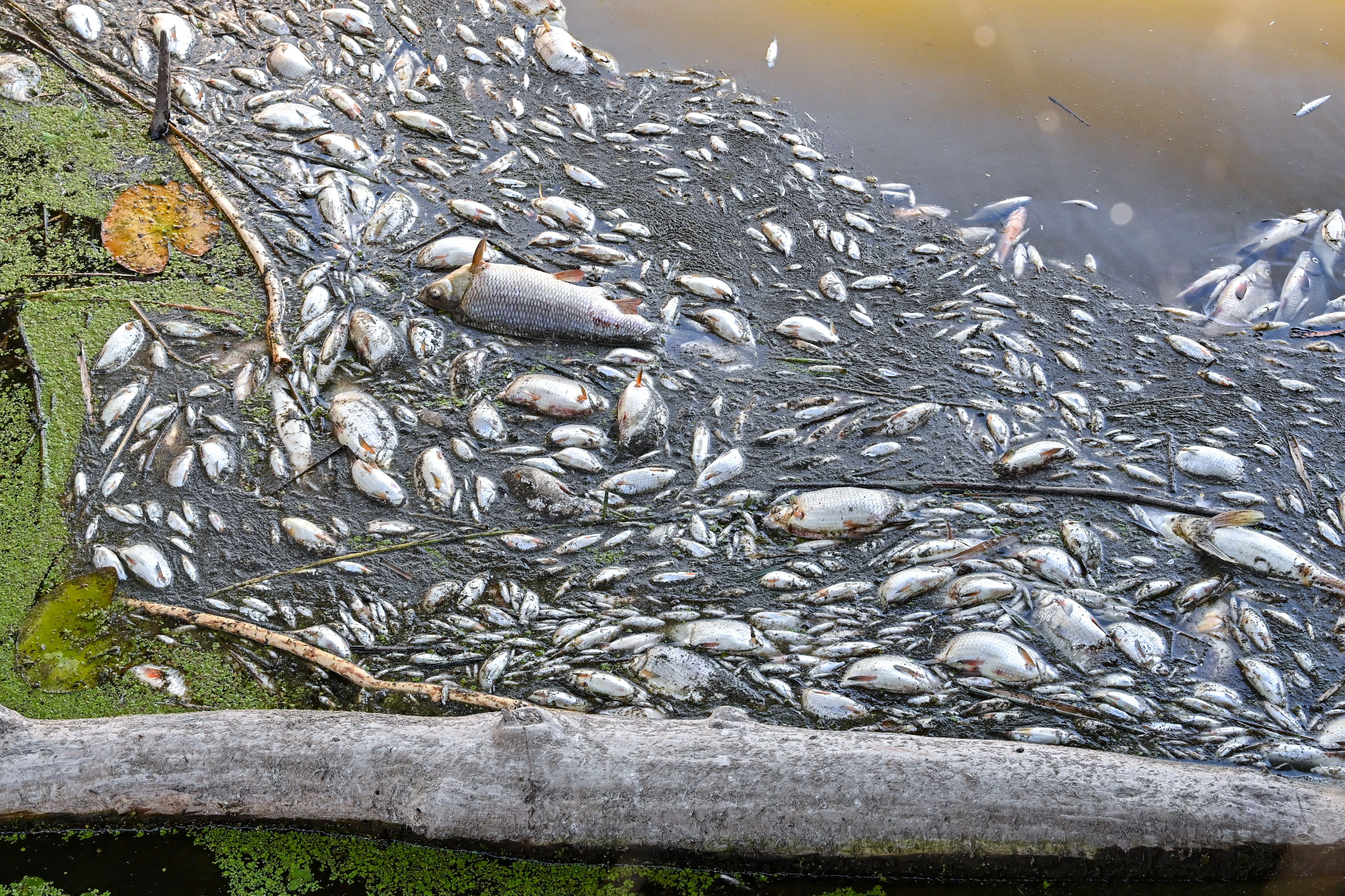 August 2022: Viele tote Fische treiben im Wasser des deutsch-polnischen Grenzflusses Oder im Nationalpark Unteres Odertal nördlich der Stadt Schwedt.