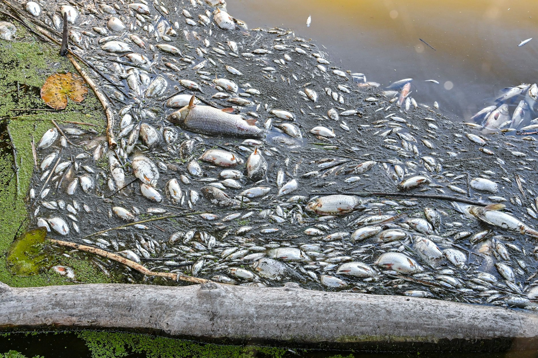 August 2022: Viele tote Fische treiben im Wasser des deutsch-polnischen Grenzflusses Oder im Nationalpark Unteres Odertal nördlich der Stadt Schwedt.