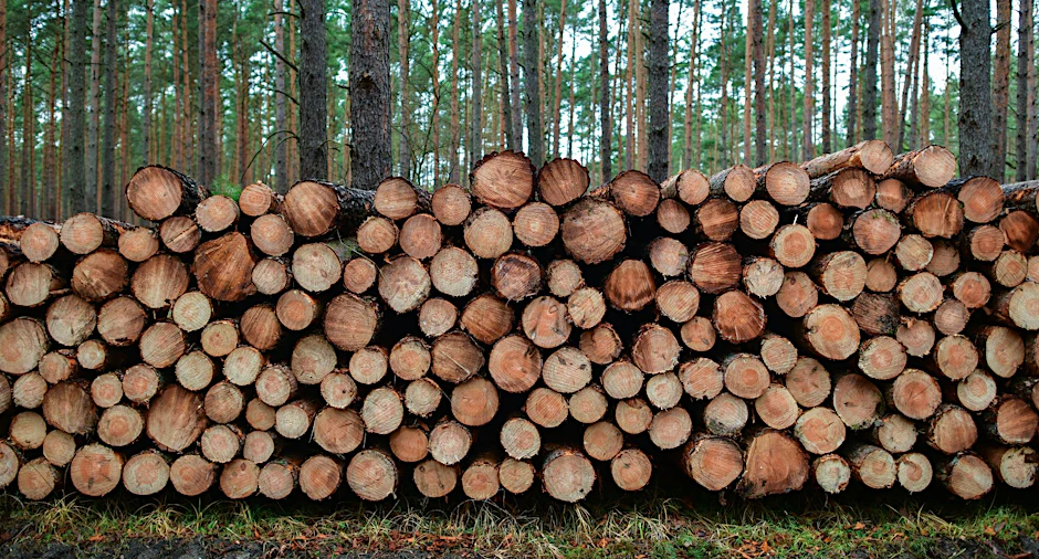 ARCHIV - Im vergangenen Jahr wurde in deutschen Wäldern 78,7 Millionen Kubikmeter Holz eingeschlagen.  a