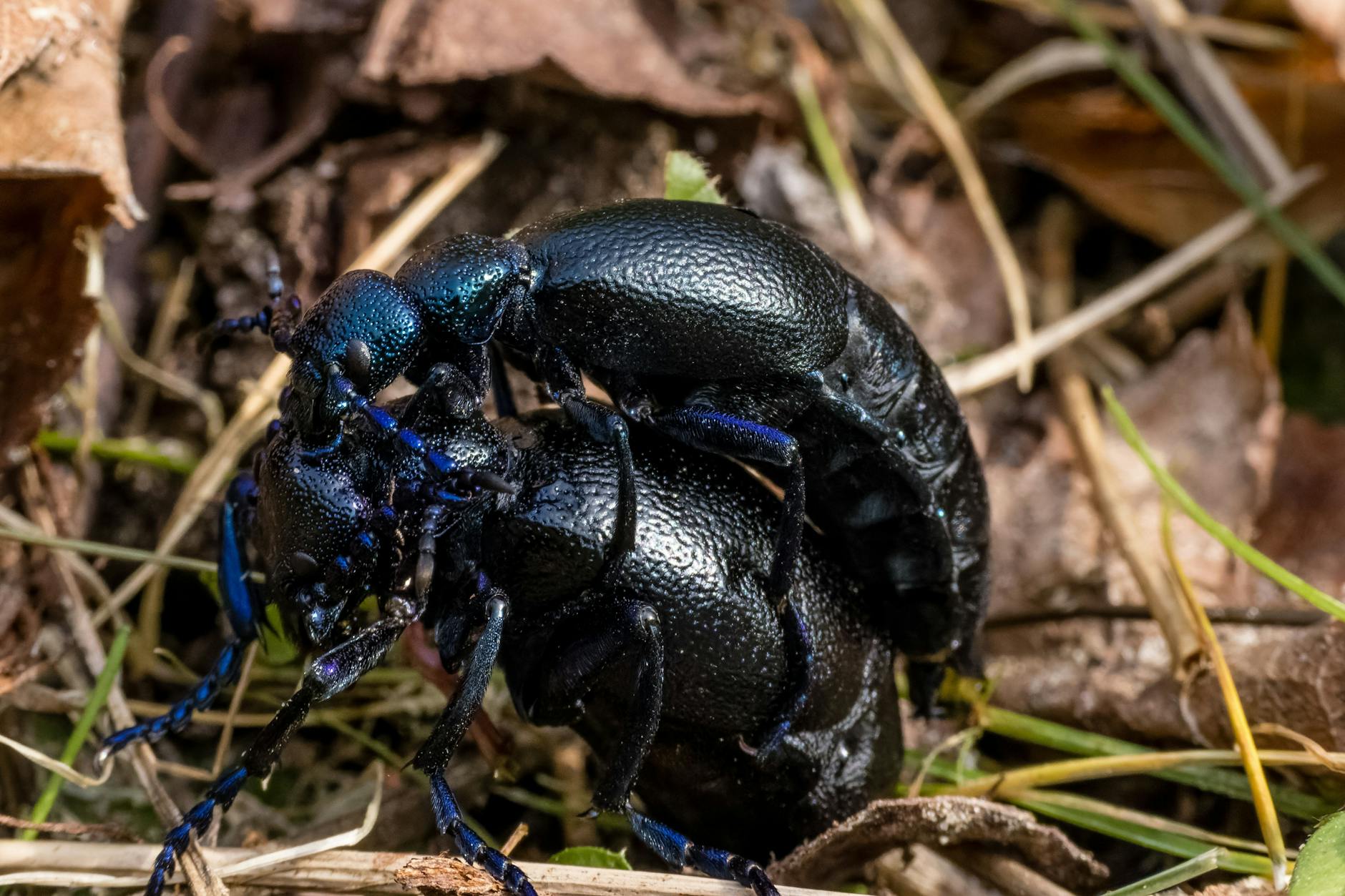 Ein Pärchen Blauer Ölkäfer sitzt in einem Beet in einem Garten. Die Käfer sollte man nur betrachten, nicht anfassen! 