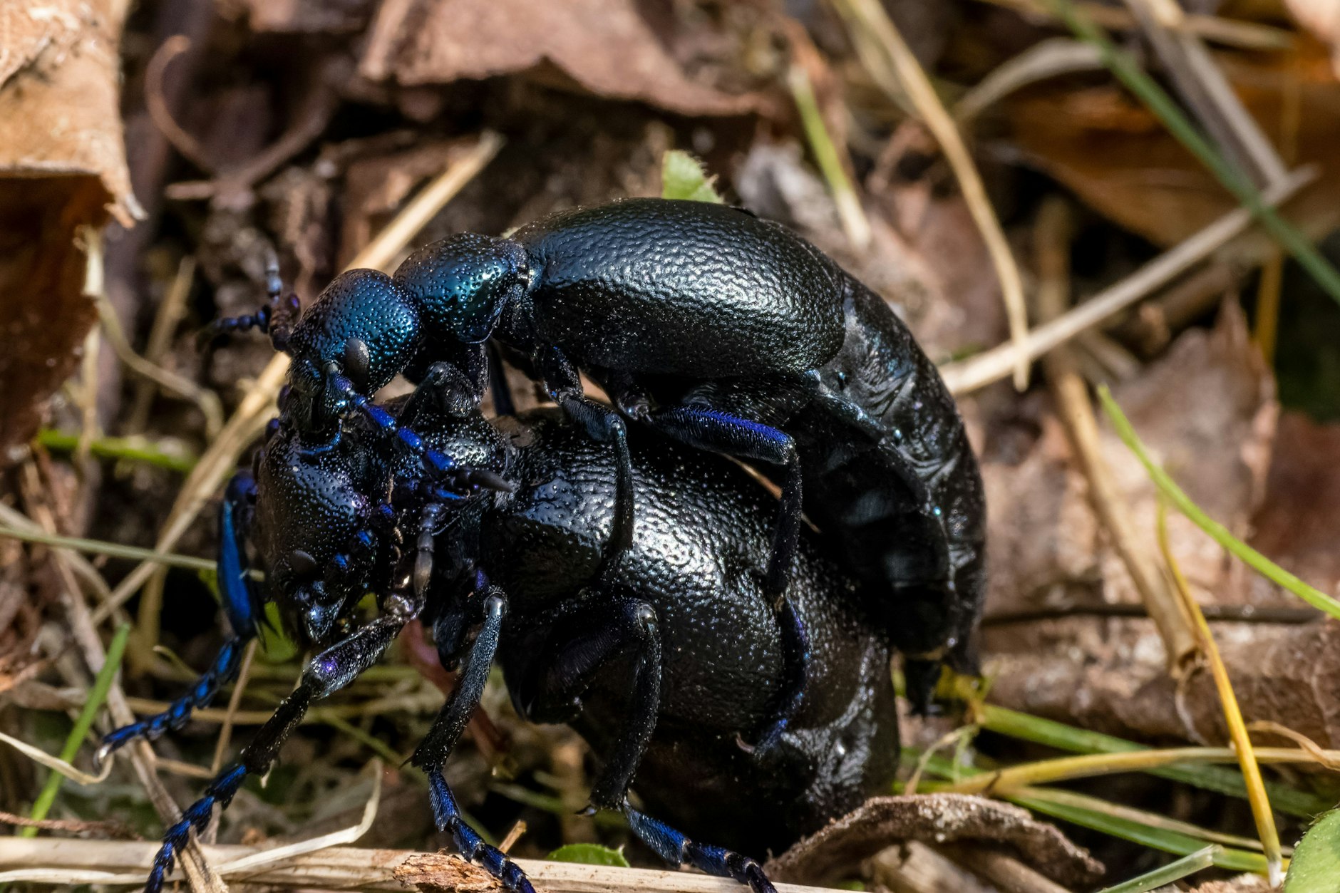 Ein Pärchen Blauer Ölkäfer sitzt in einem Beet in einem Garten. Die Käfer sollte man nur betrachten, nicht anfassen!&nbsp;