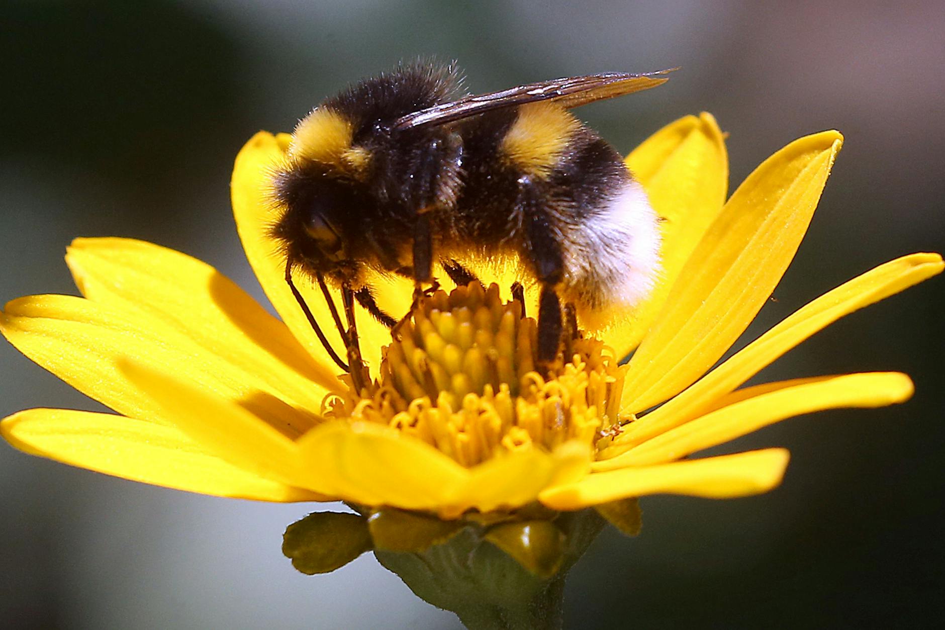 Eine Erdhummel, die zur Gattung der echten Bienen gehört, sitzt auf einer Blüte.