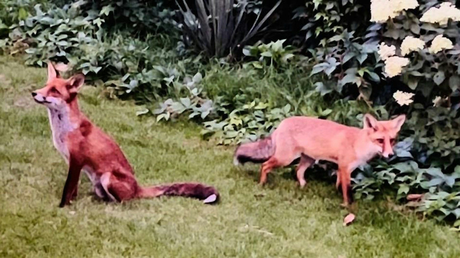 Die beiden Füchse wurden im Laufe der Zeit zu den Maskottchen der Siedlung.