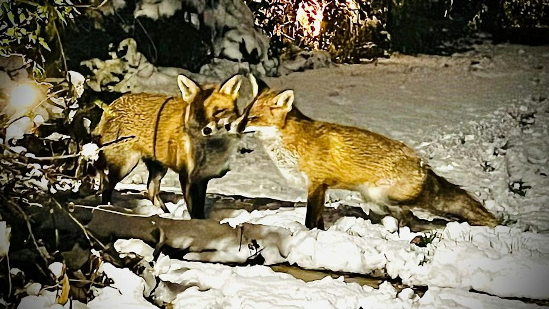 Die Fuchs-Dame Maxi und ihr Begleiter Max wurden in der Siedlung immer wieder gesehen.