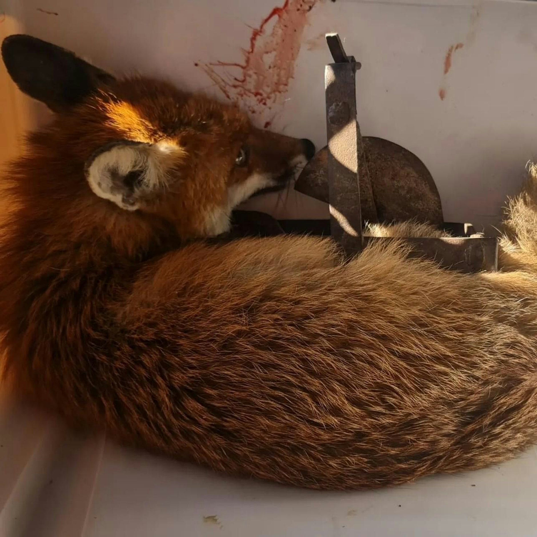 Mit einer Schlagfalle wurde die Fuchs-Dame förmlich hingerichtet.