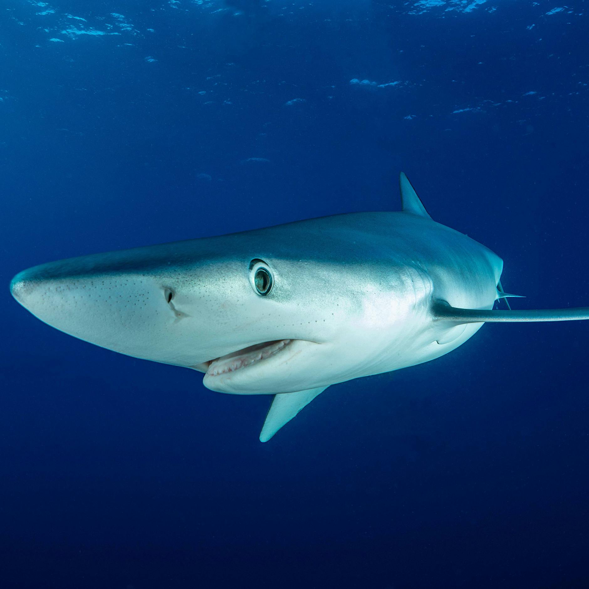 Schreck auf Mallorca: Großer Hai schwimmt bis an den Strand