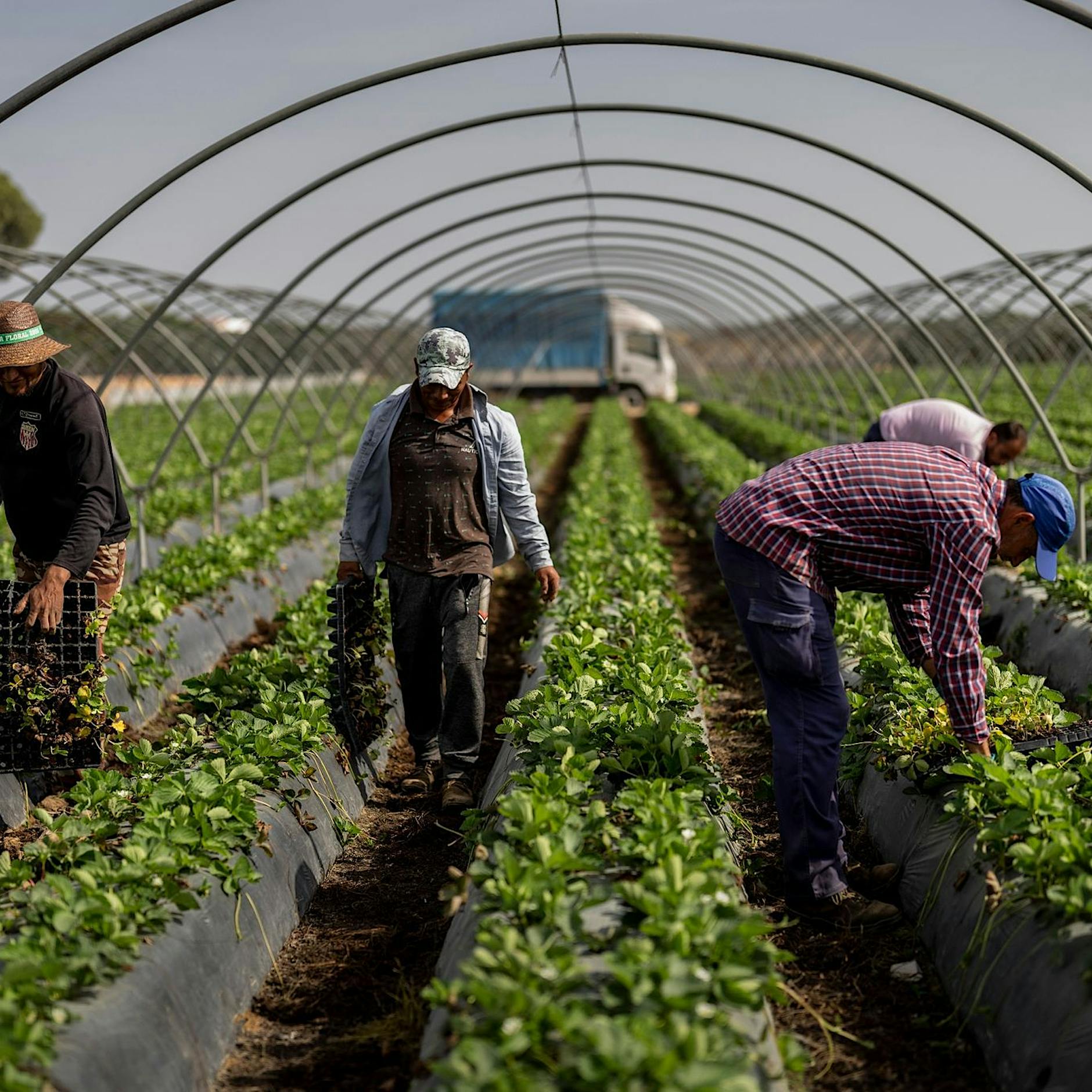 Erdbeeranbau sorgt in Spanien für heftigen Streit
