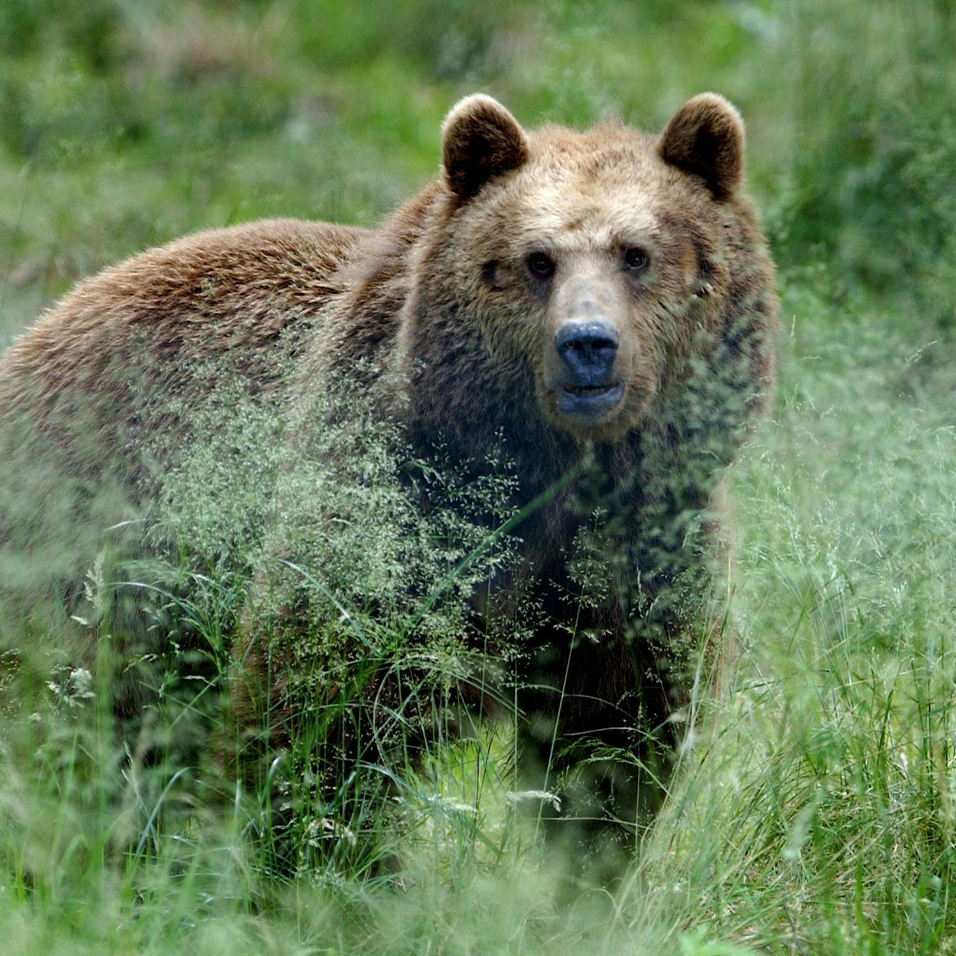 Hinweise bestätigt: Bär treibt sich in Bayern herum