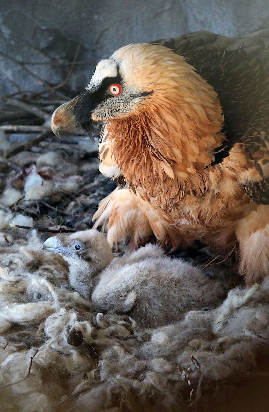 HANDOUT - Im Alpenzoo in Innsbruck liegt ein Bartgeierküken in einem Nest. Zwei im Februar in Österreich geborene Junggeier sollen im Mai im bayerischen Nationalpark Berchtesgaden ausgewildert werden.  uck/LBV/dpa
