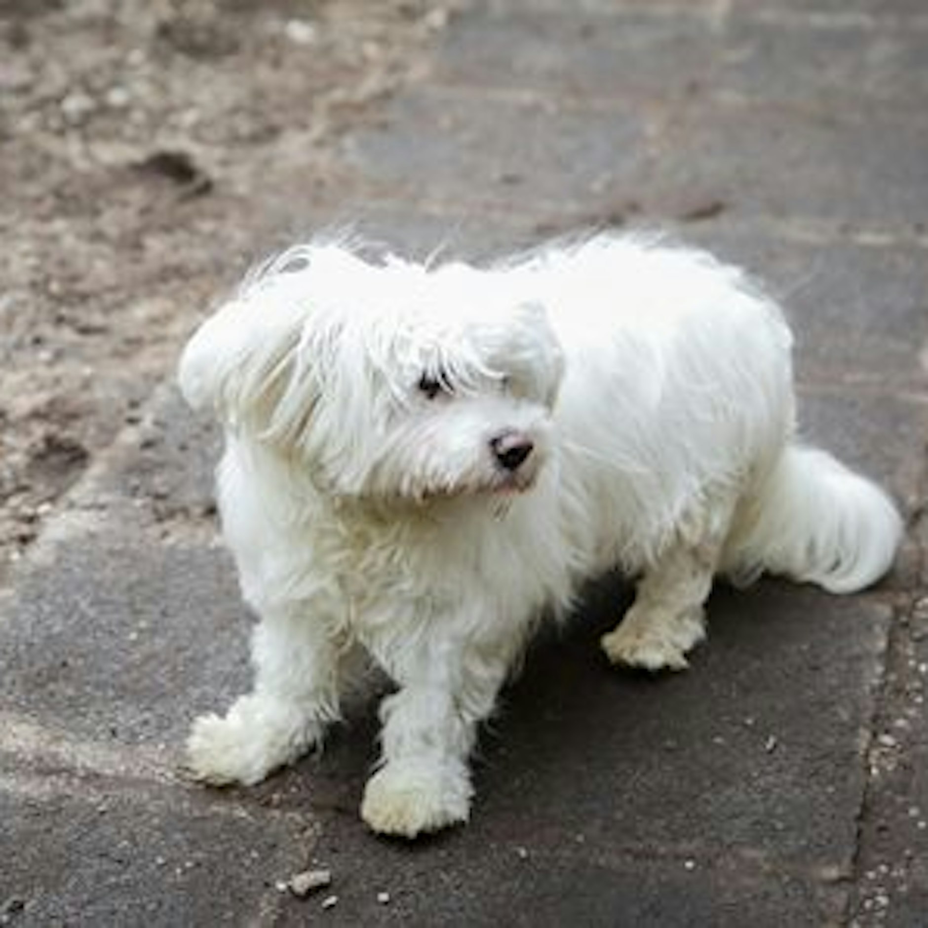 Sony wurde von seinen Besitzern in einer Tierklinik zurückgelassen. Nun sucht das Tierheim Nürnberg ein neues Zuhause.