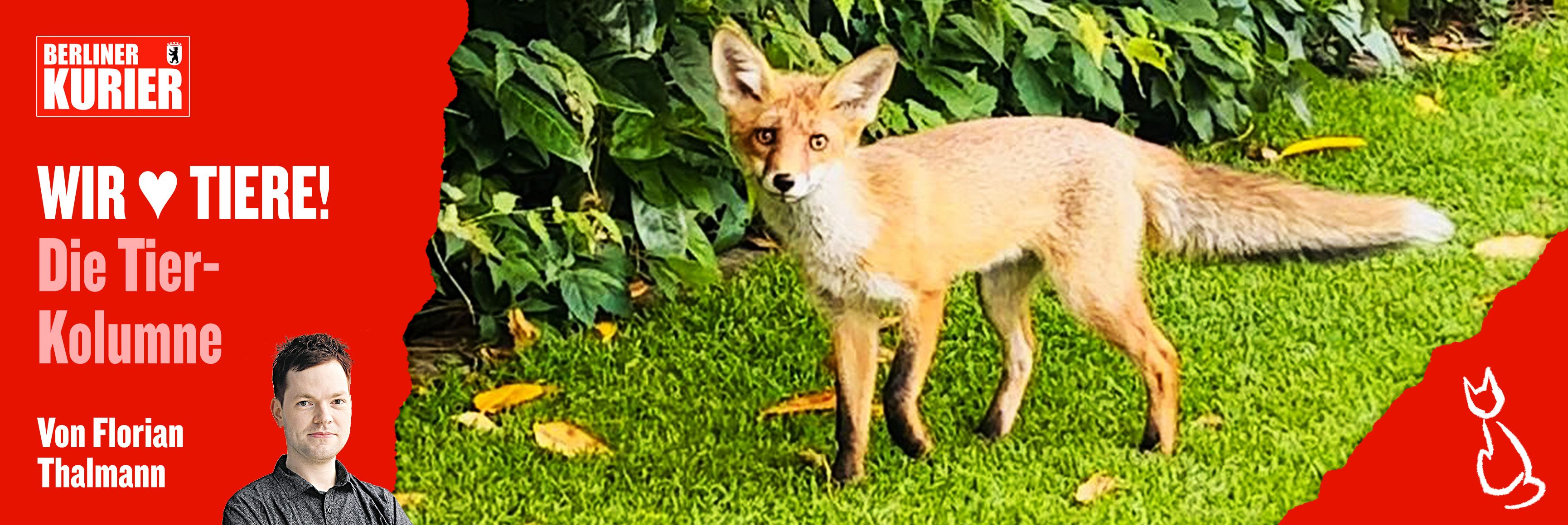 Fuchs-Mord in Großstückenfeld: Tierquäler gesucht, 1400 Euro Belohnung!