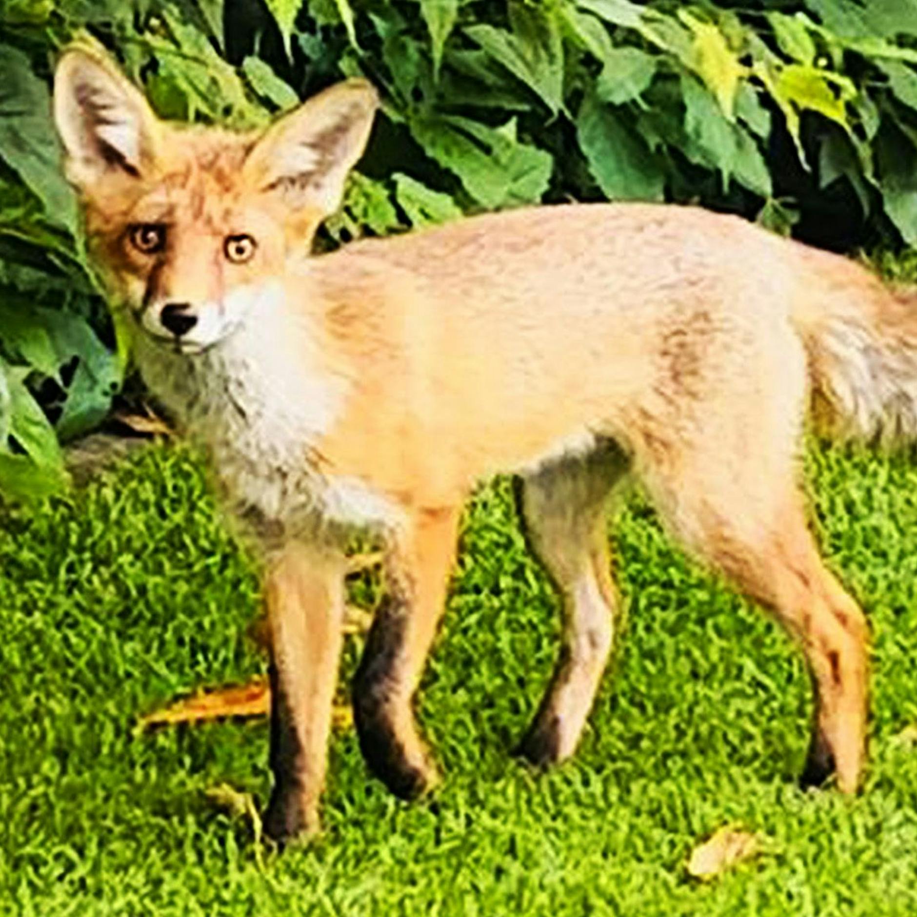 Fuchs-Mord in Großstückenfeld: Tierquäler gesucht, 1400 Euro Belohnung!