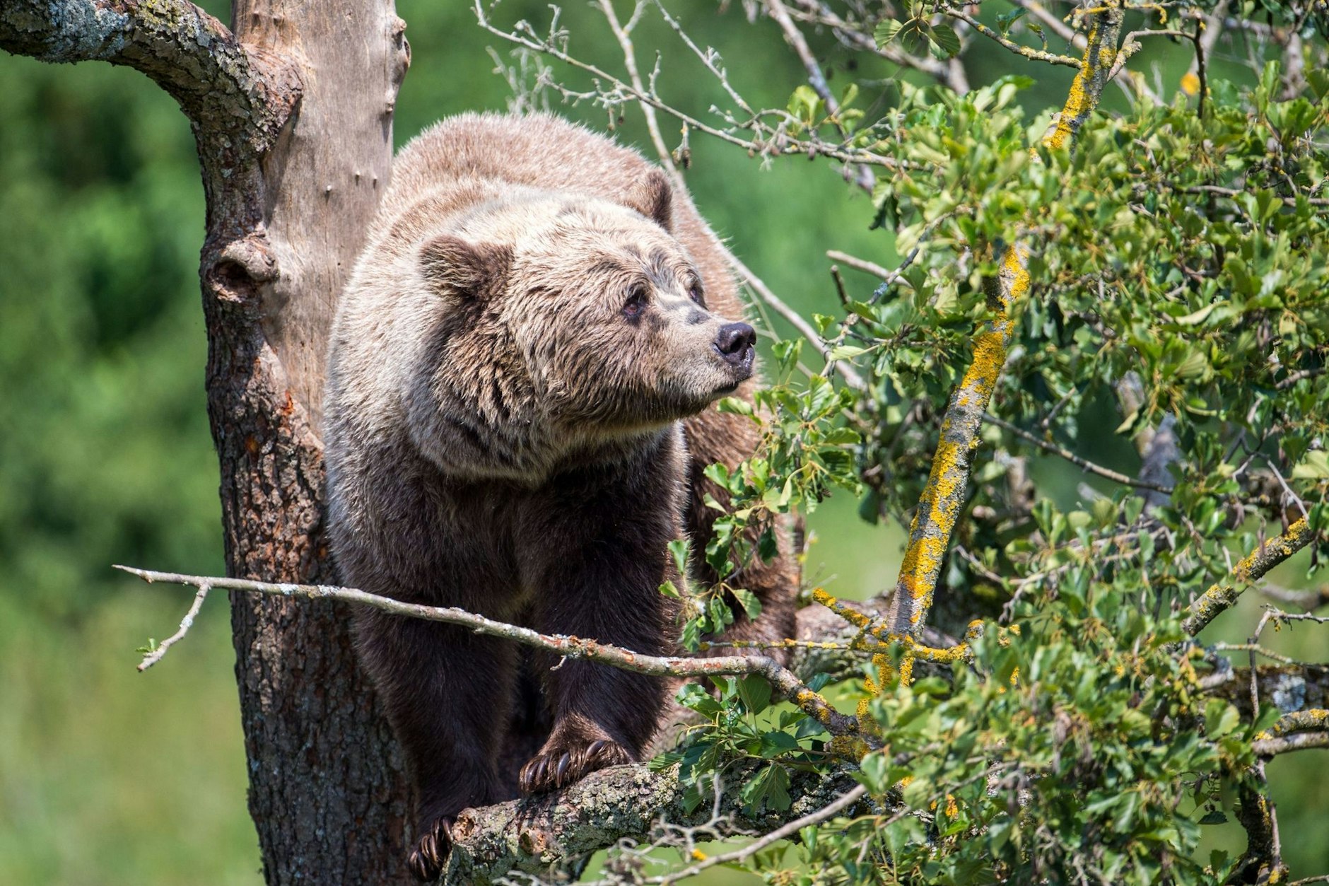 Ein Braunbär sitzt im Gehege im Wildpark Poing (Bayern) auf einem Baum.