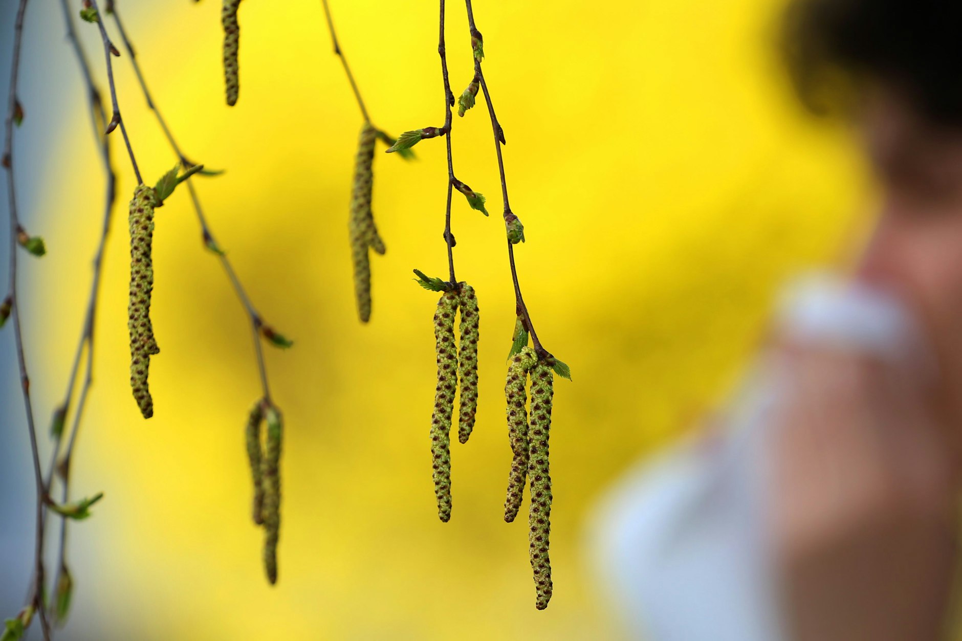 Ein Pollen-Allergiker schnäuzt sich die Nase.