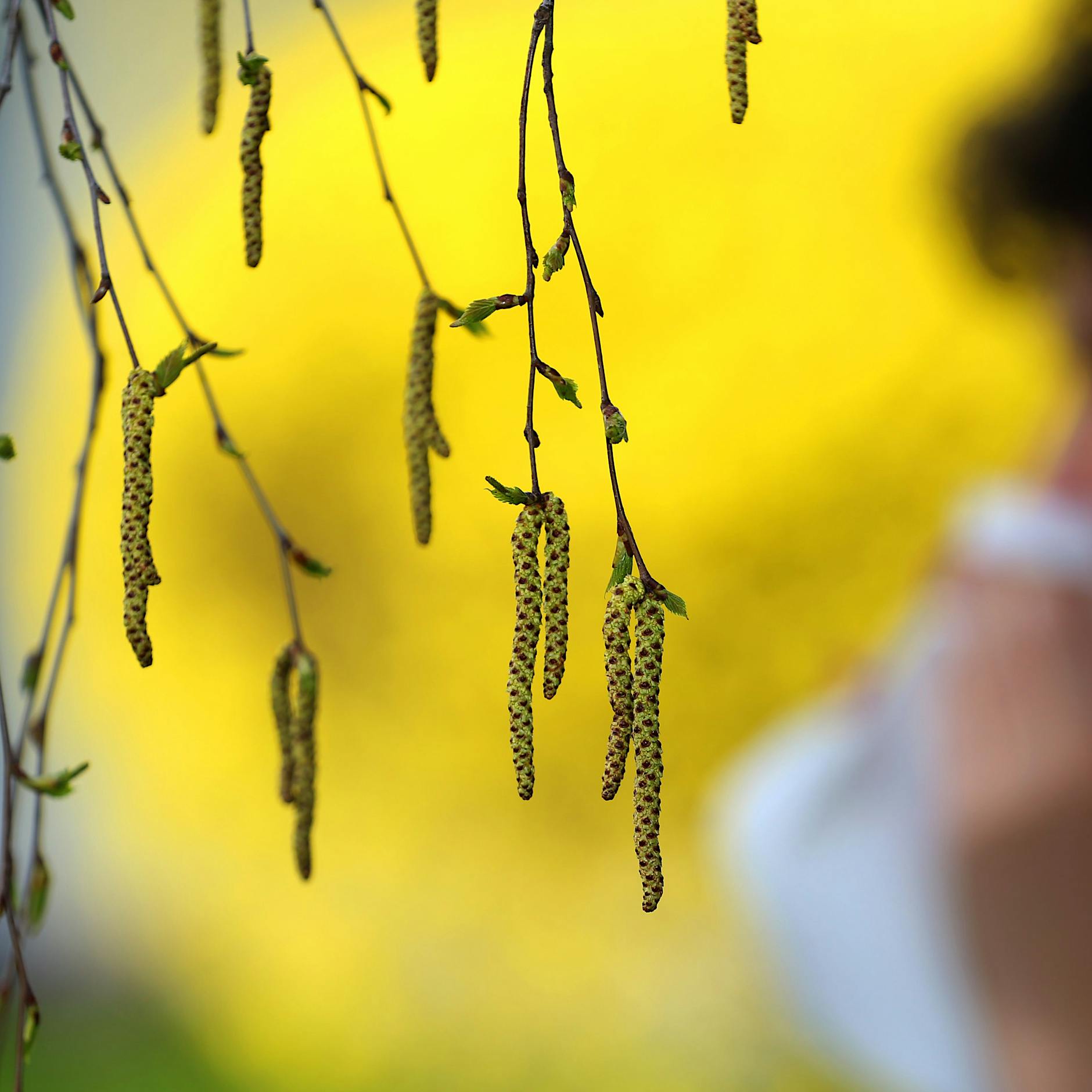 Birkenpollen in Berlin: Deshalb machen sie gerade jetzt so vielen Allergikern zu schaffen