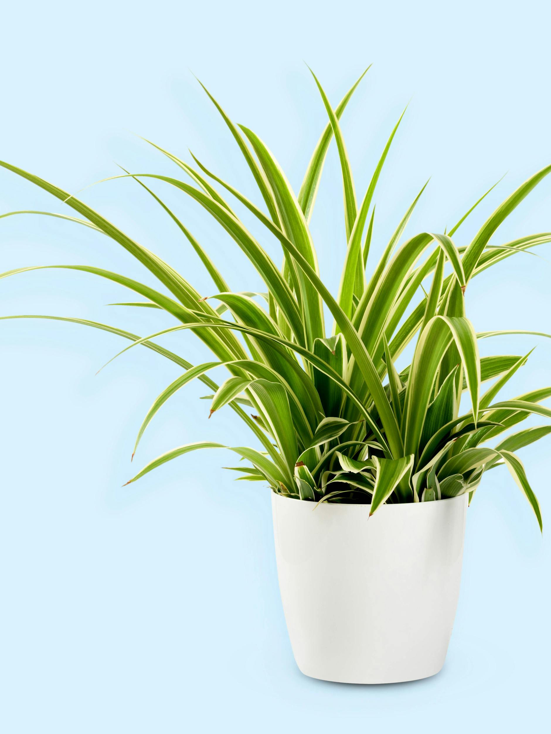 Grünlilie, auch „Beamtengras“ genannt