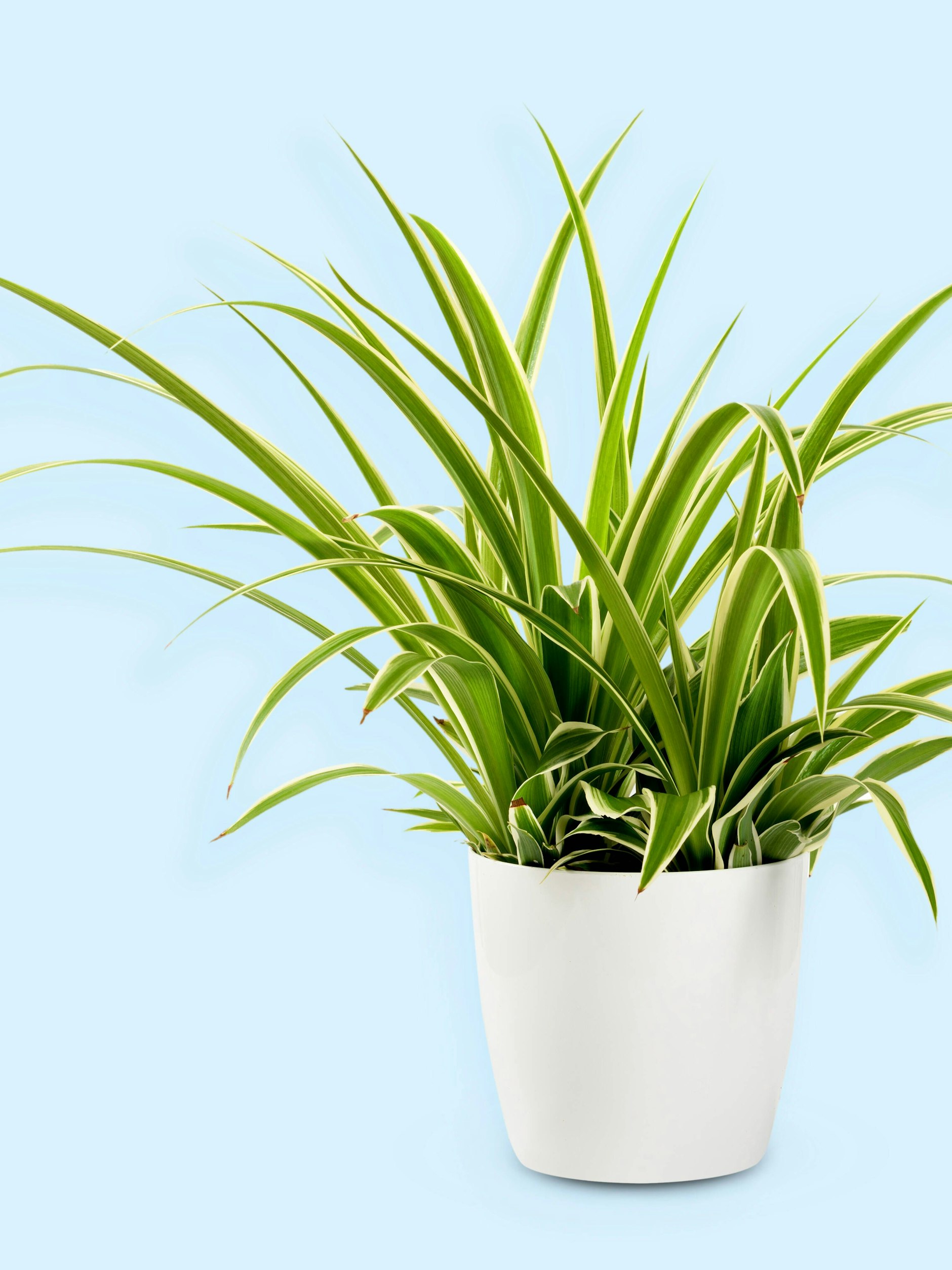 Grünlilie, auch „Beamtengras“ genannt