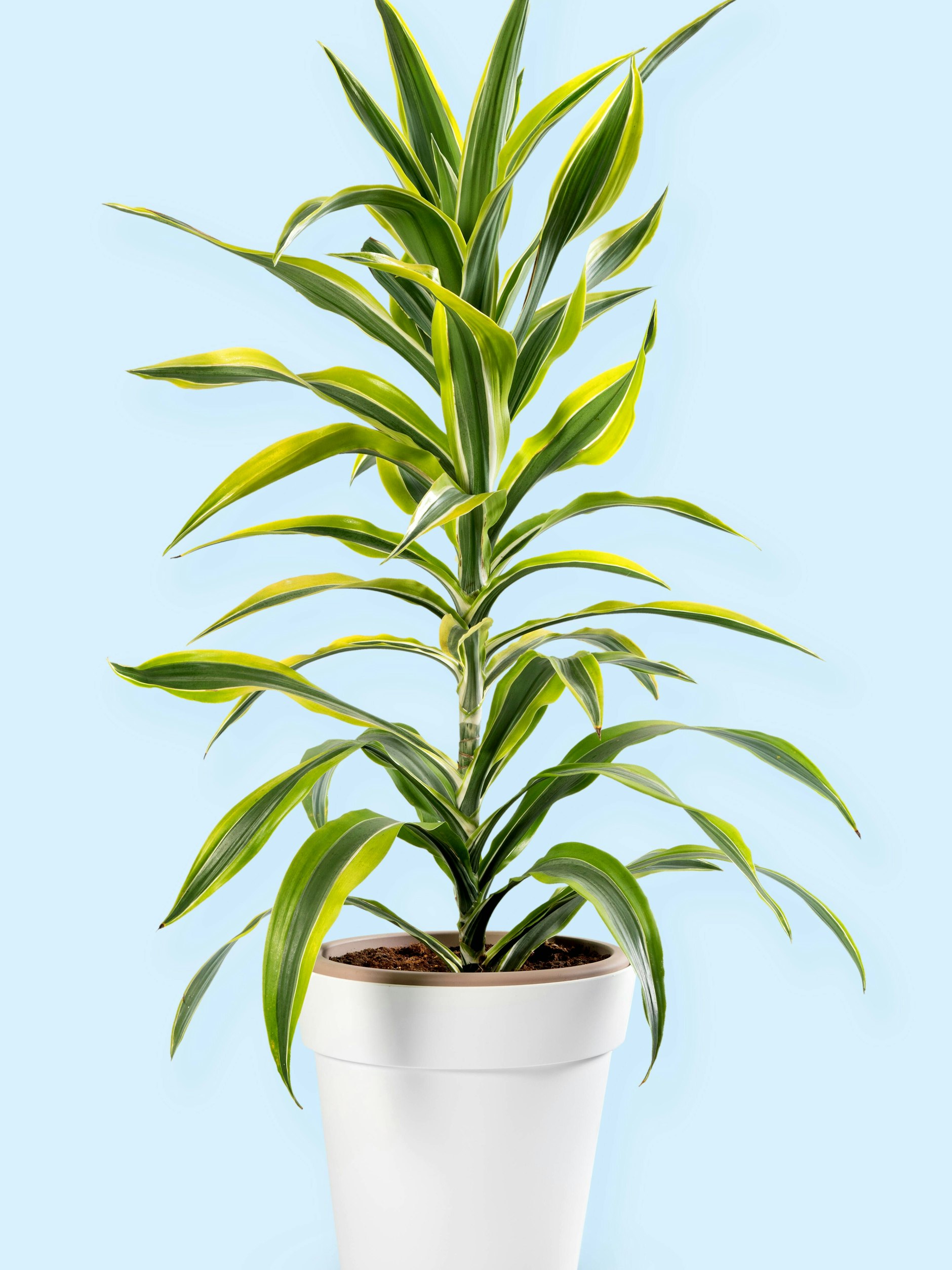 Der Drachenbaum reinigt die Luft in Wohnzimmer und Büro.