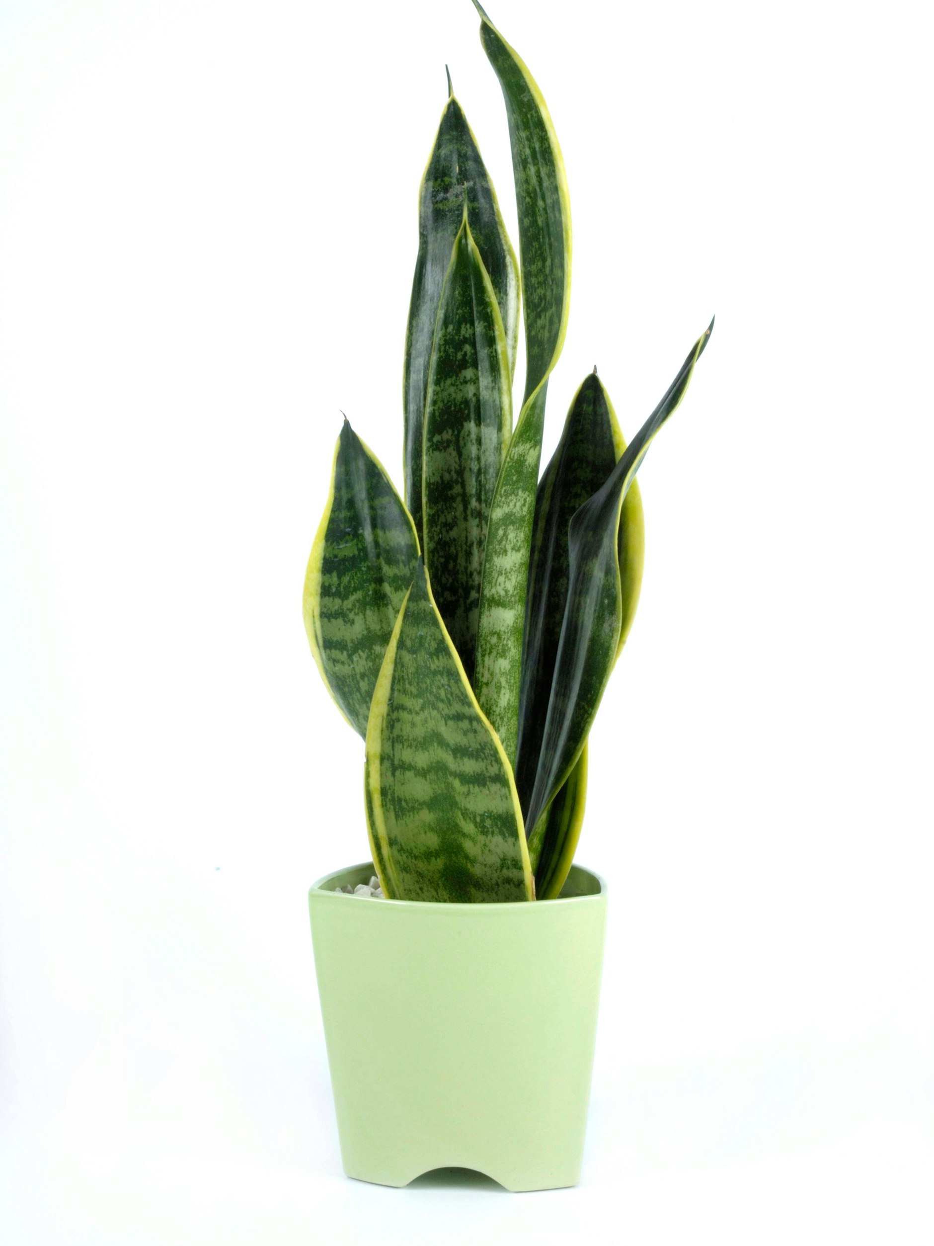 Woher nur der Bogenhanf seinen Spitznamen „Schwiegermutterzunge“ hat ...?