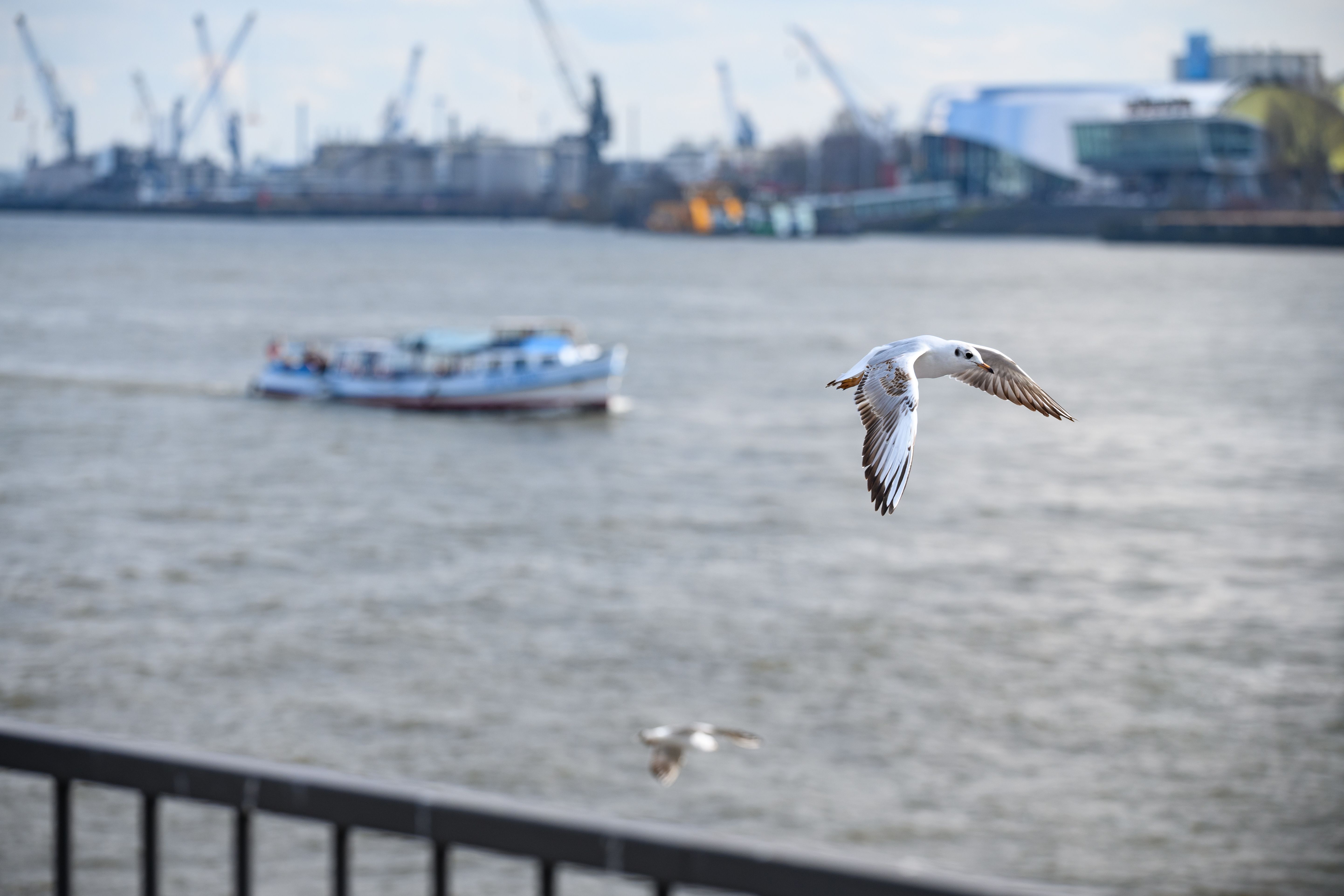 Nach Masturbation mit Möwe: Tierquäler bekennt sich schuldig