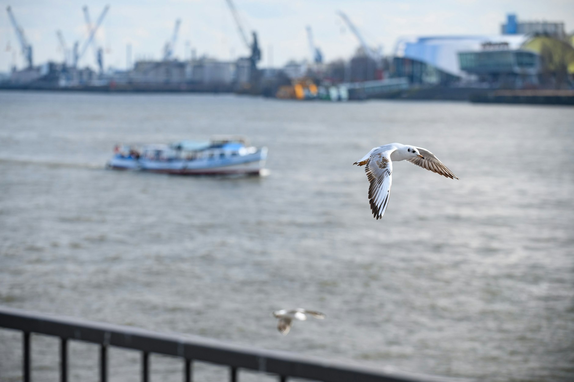 Eine Möwe fliegt vor einer Hafenbarkasse an den Landungsbrücken in Hamburg über die Elbe.