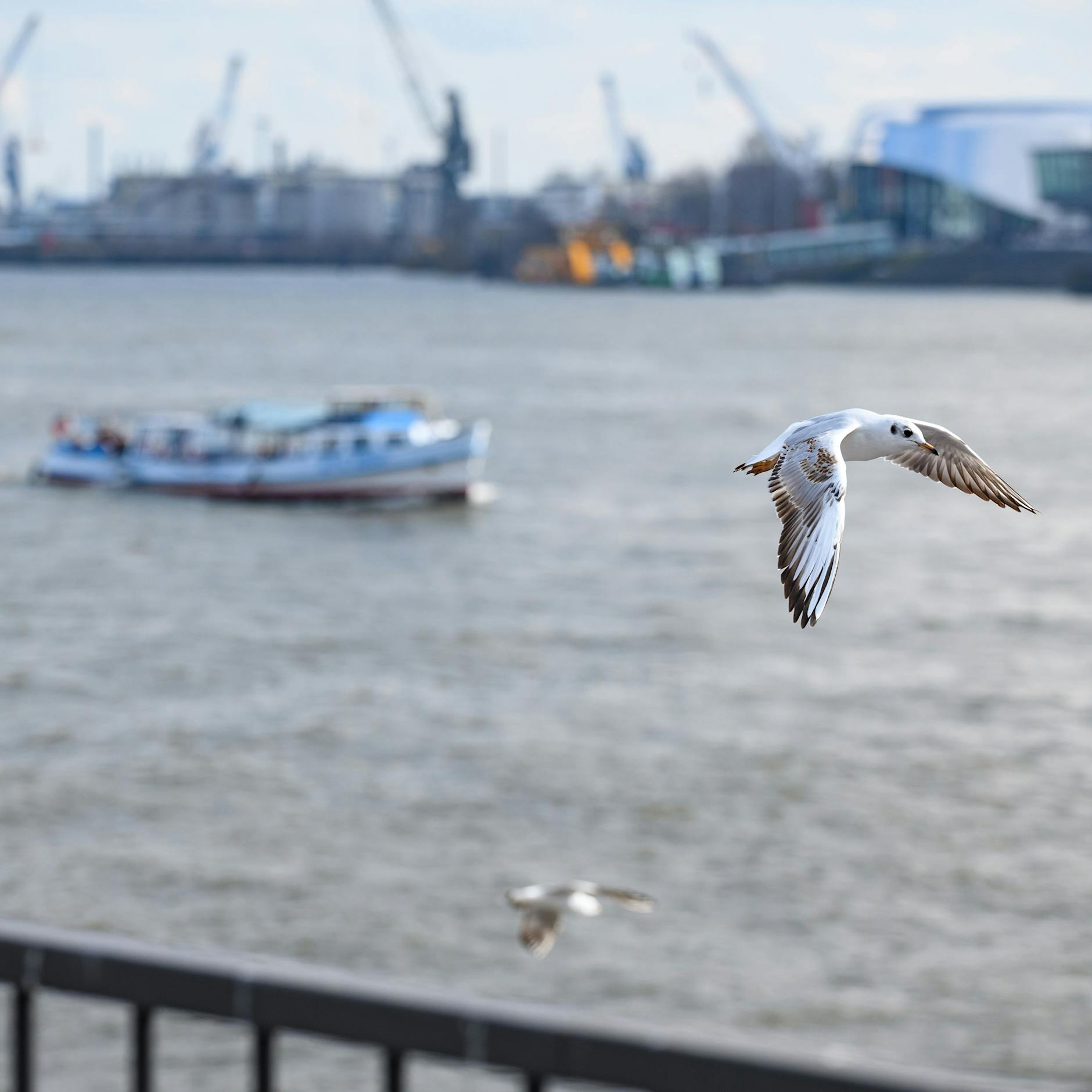 Nach Masturbation mit Möwe: Tierquäler bekennt sich schuldig