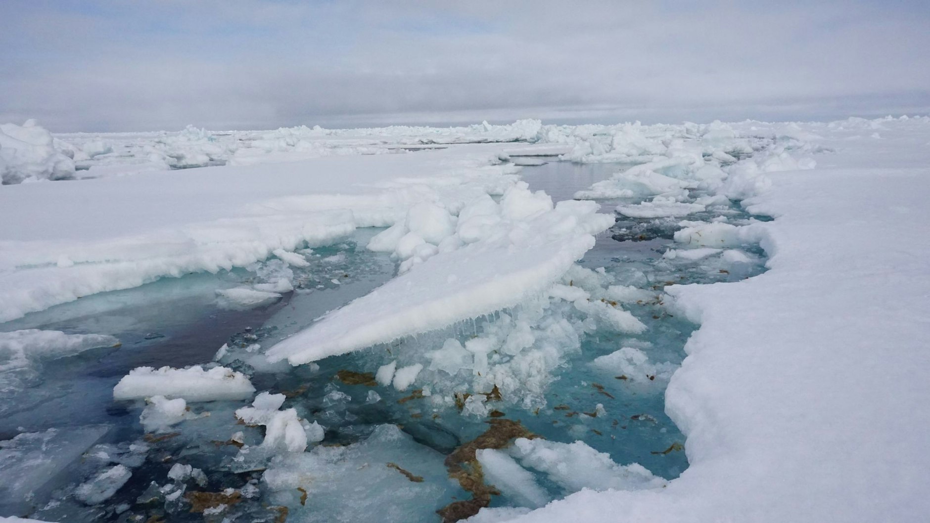 HANDOUT - Forscher vom Alfred-Wegener-Institut haben auf einer Expedition in der Arktis untersucht, wie viel Mikroplastik in der Eisalge Melosira arctica und dem Meerewasser direkt neben Eisschollen vorhanden ist. Institut/dpa