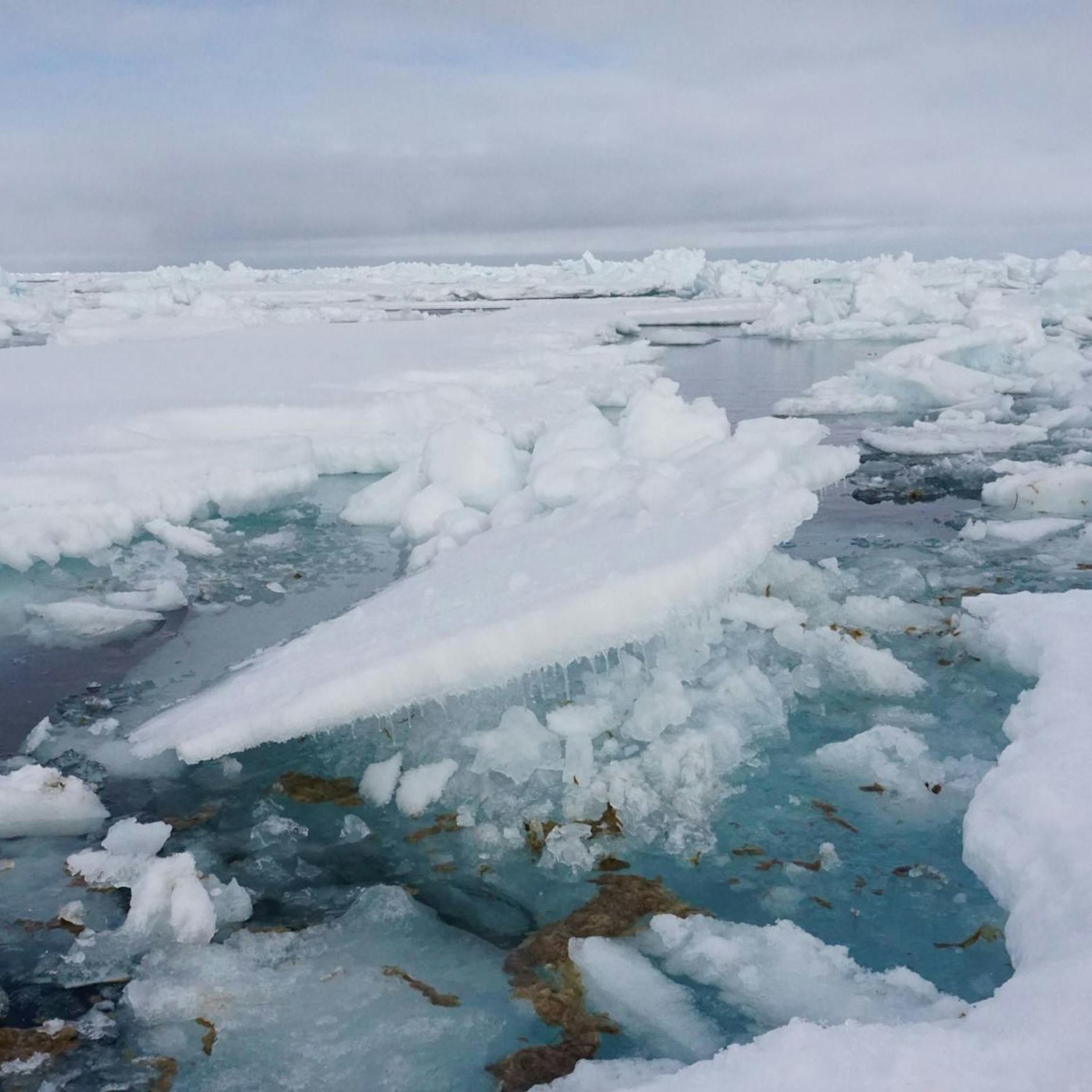 Image - Arktische Algen stark mit Mikroplastik belastet