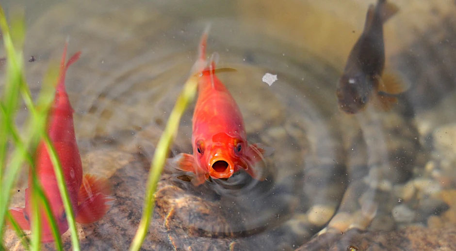 ARCHIV - Goldfische werden oft als Haustiere im Teich gehalten.  